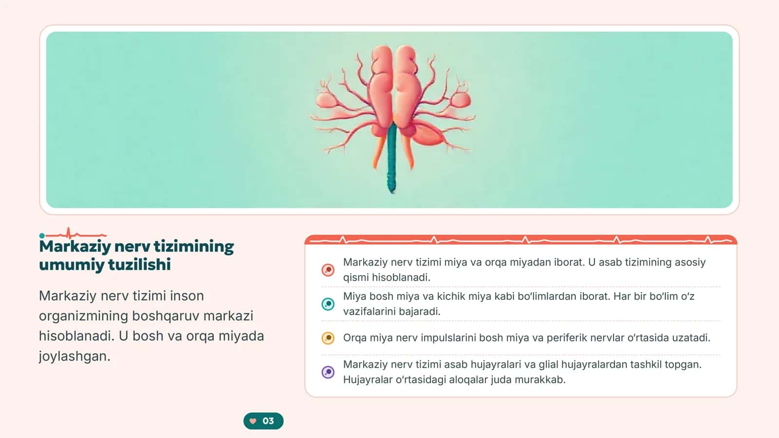 Markaziy nerv tizimi anatomiyasi va fiziologiyasi 3