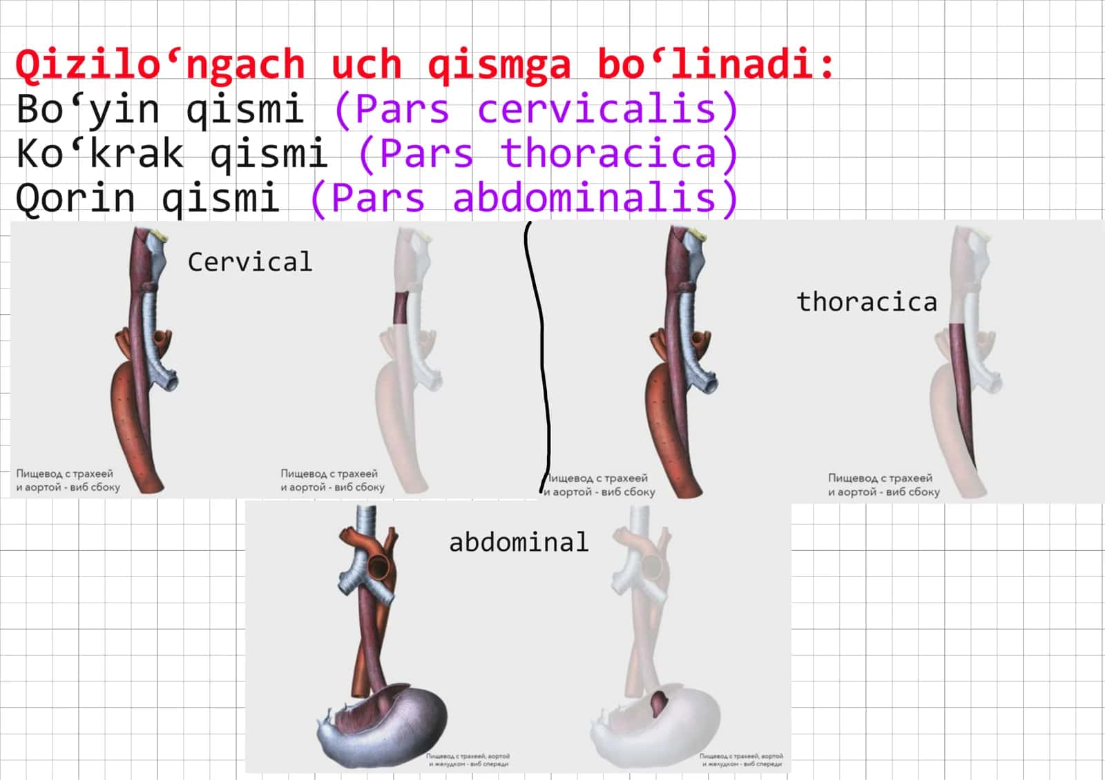 Qiziloʻngach, esophageus. 3