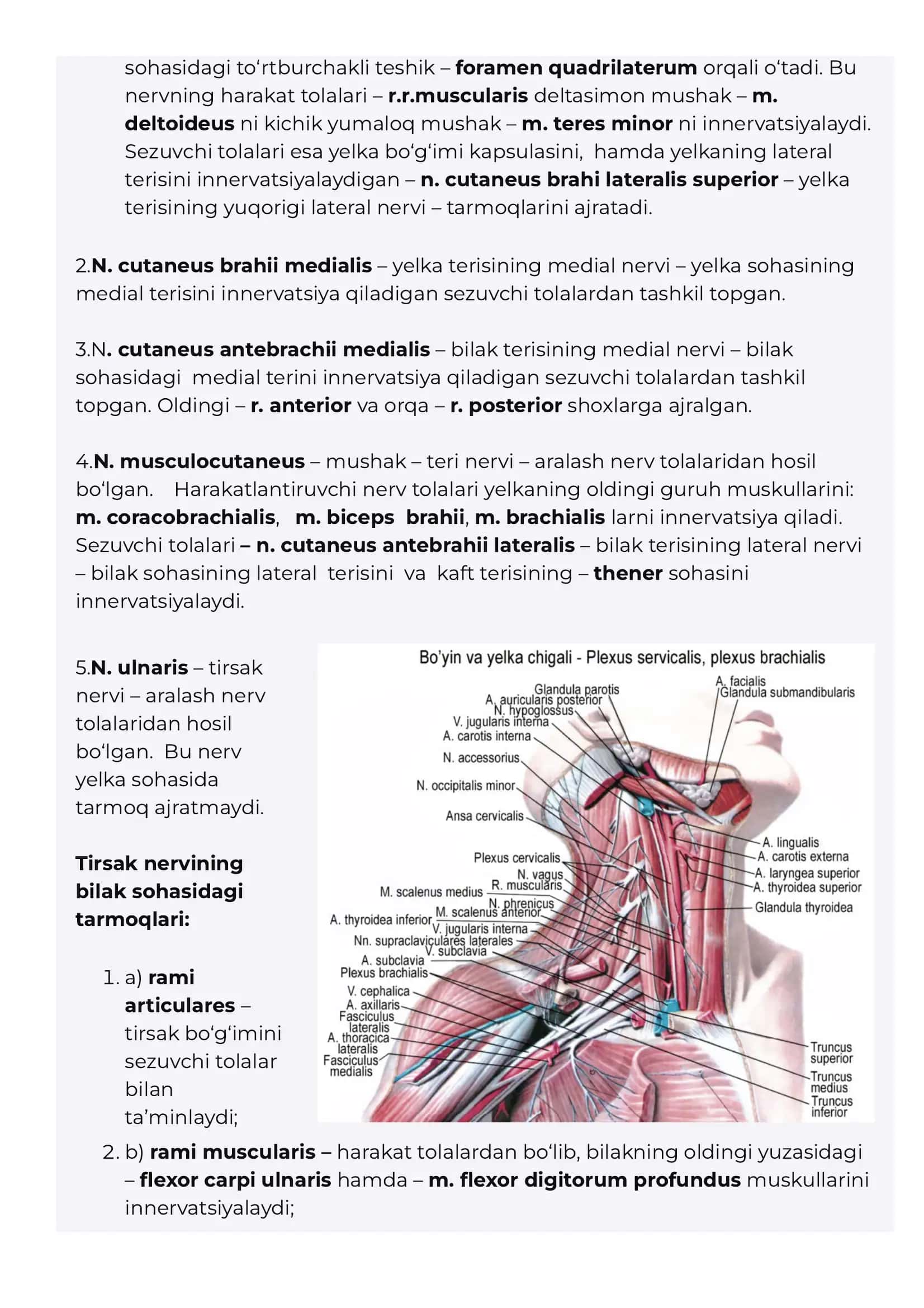 Yelka chigali– plexus brachialis. 3