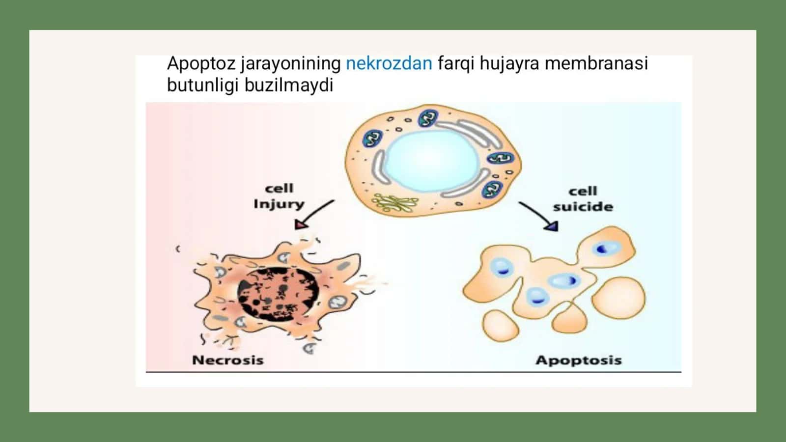 Hujayra apoptozi 3