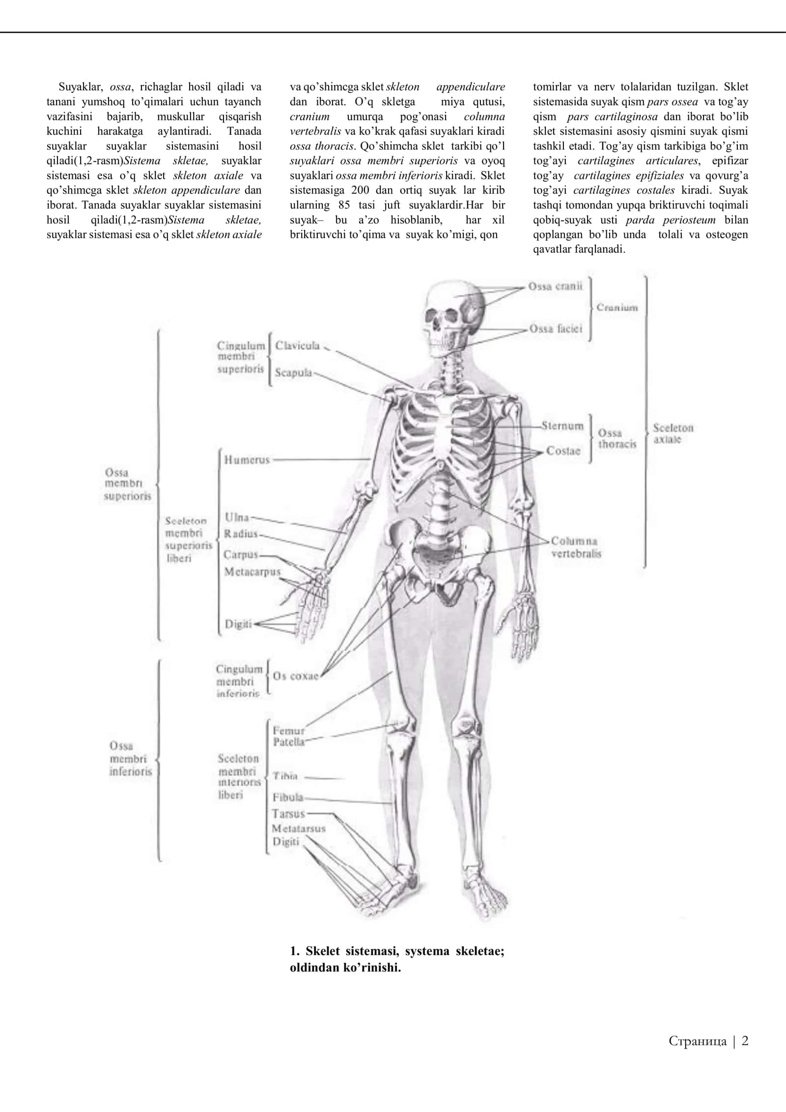 ATLAS ODAM ANATOMIYASI 3