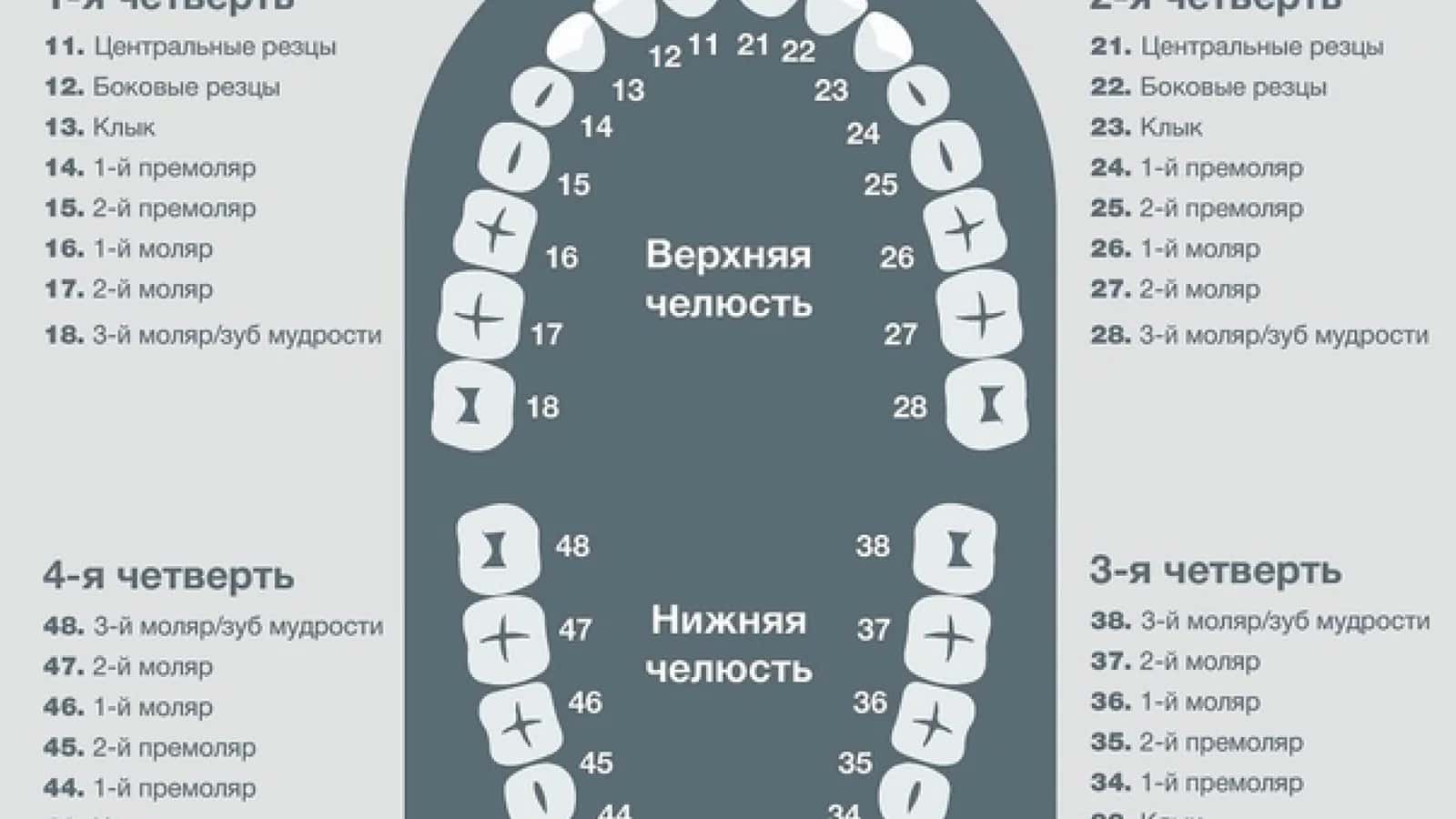 Doimiy tishlovdagi frontal guruhi tishlarning tuzilishi 3