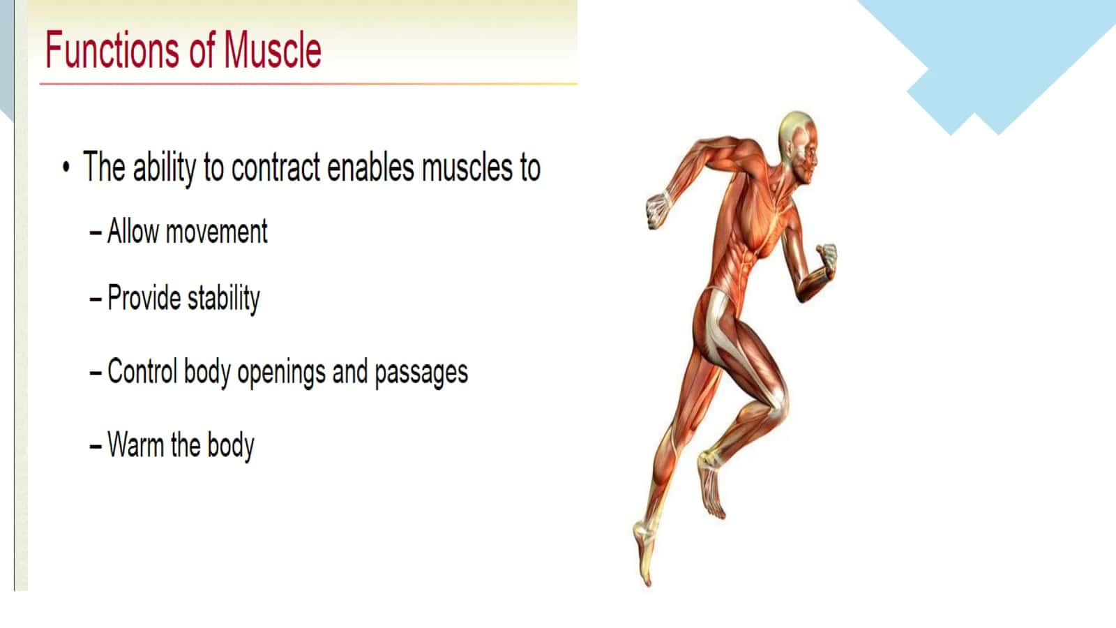Muscular tissue 3