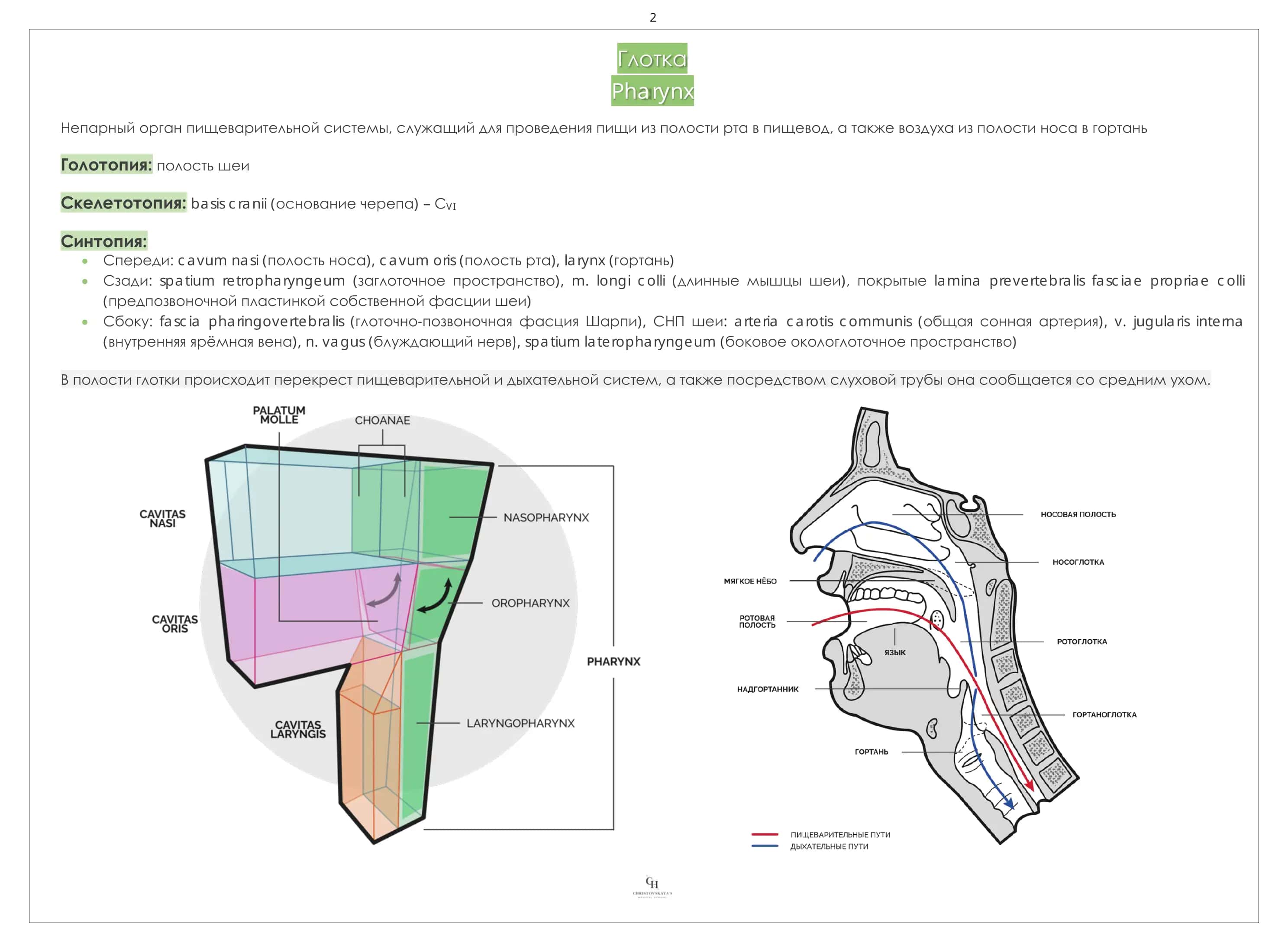 Глотка, Pharynx 3