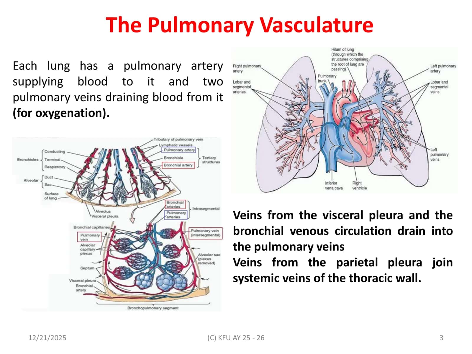 The Pulmonary Vasculature 3