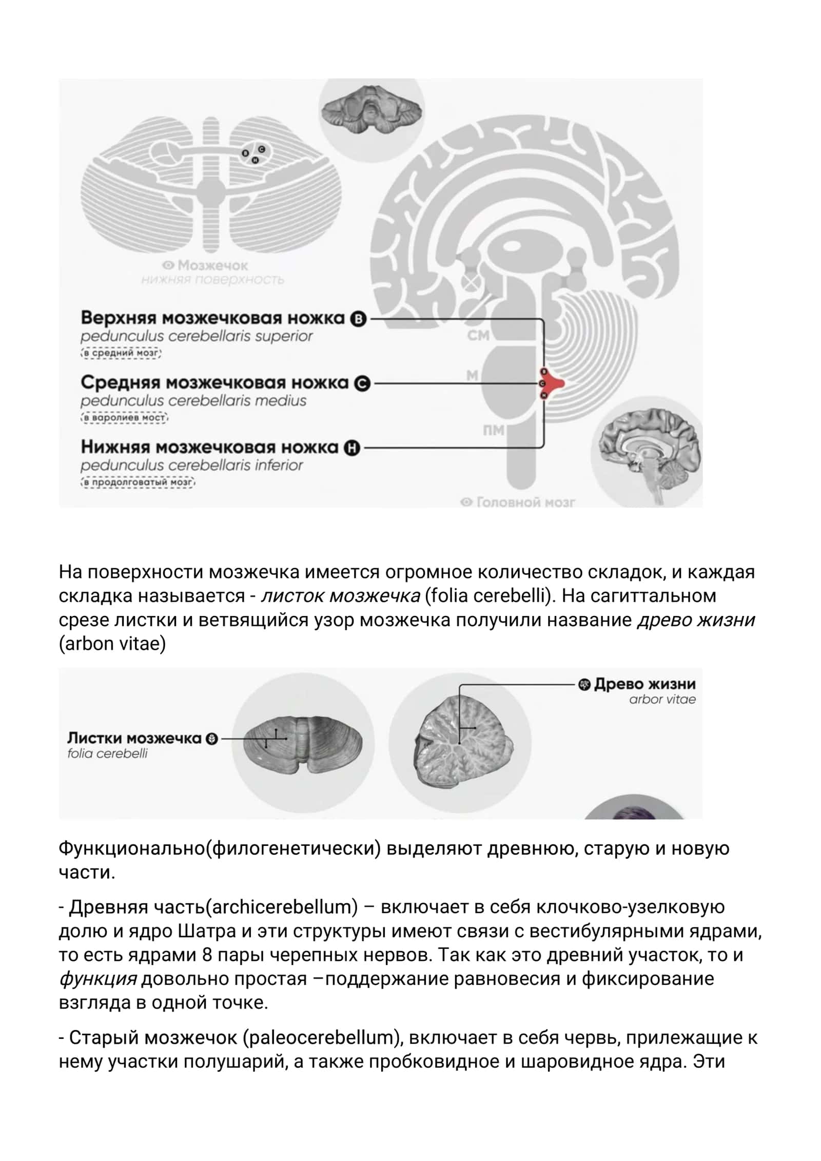 экстрапирамидальная_система,_мозжечок 3