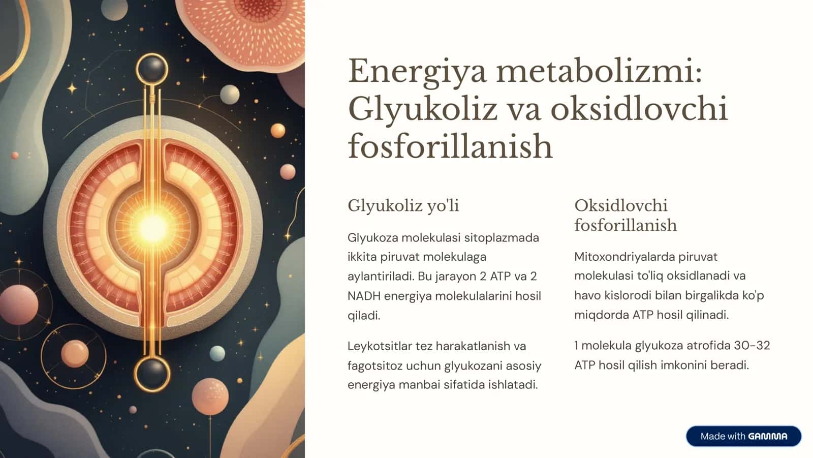Leykotsitlar metabolizmi xususiyatlari 3