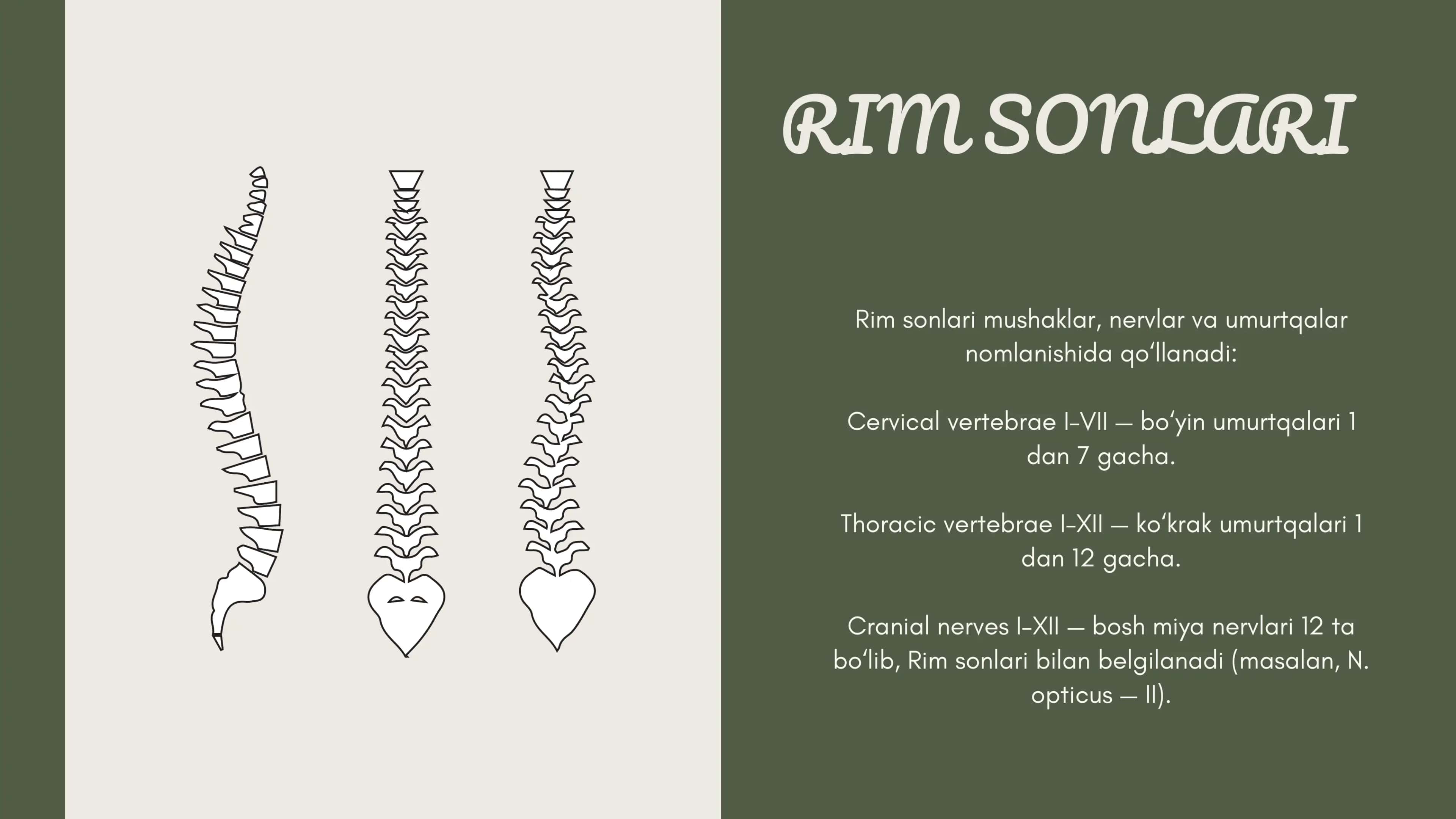 Rim sonlari 3