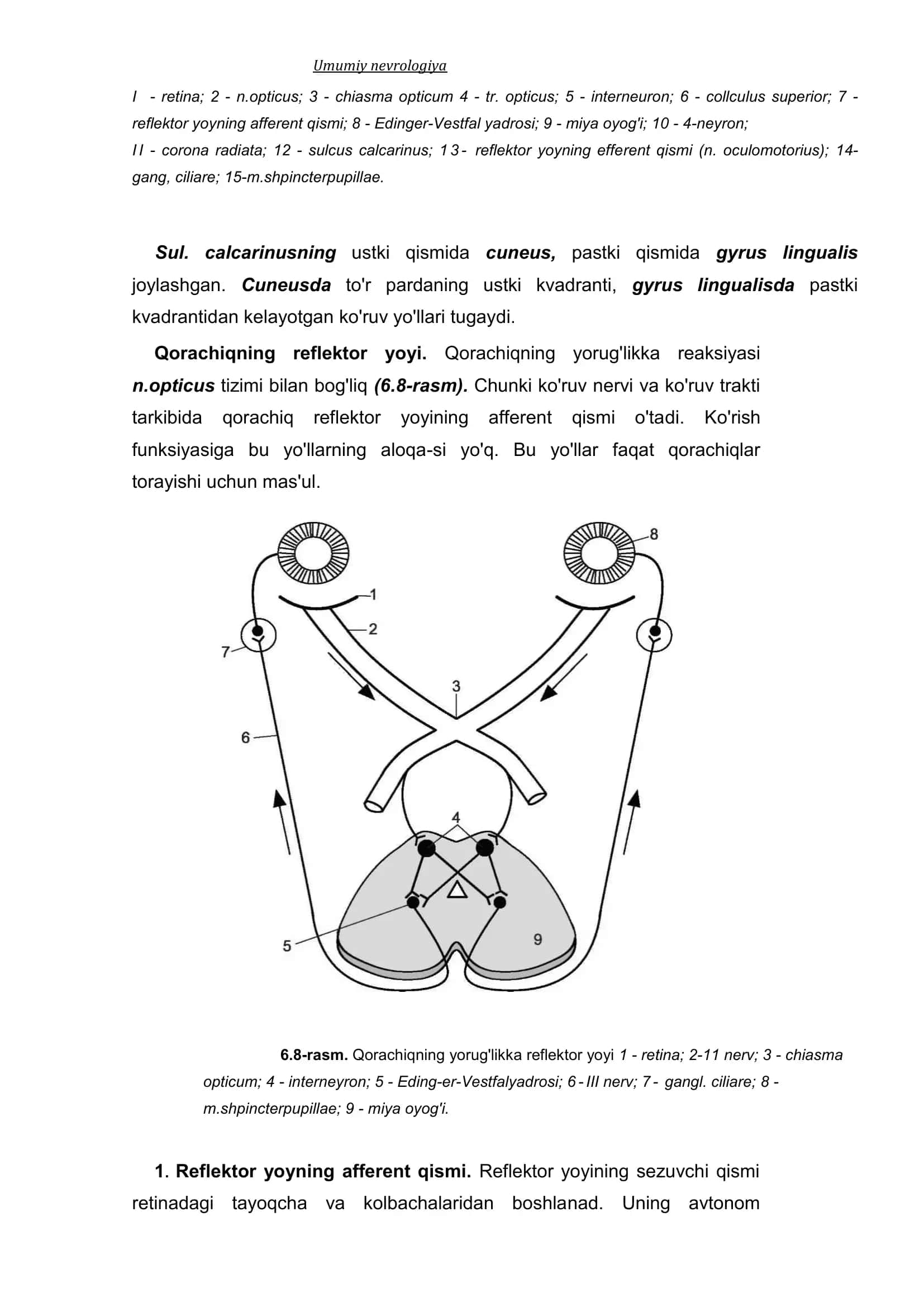 Koʻruv nervi anatomiyasi 3