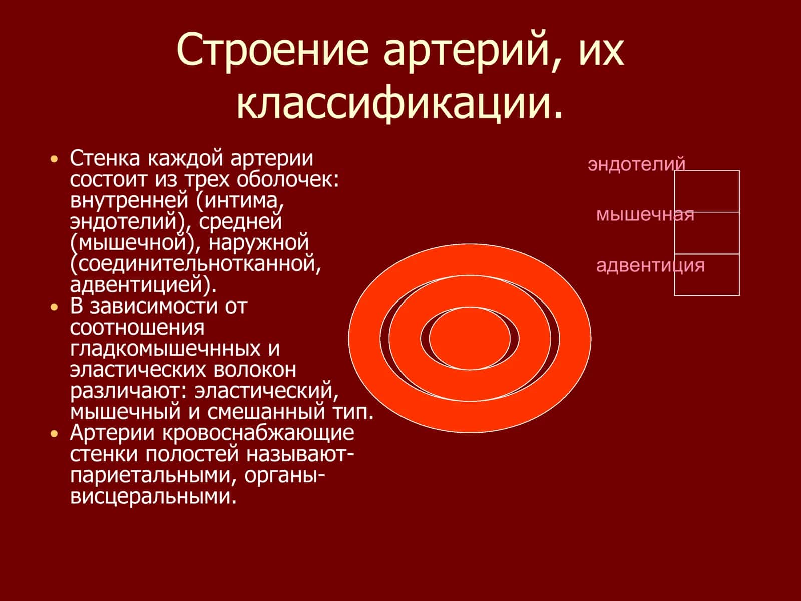 Основные закономерности распределения артерий 3