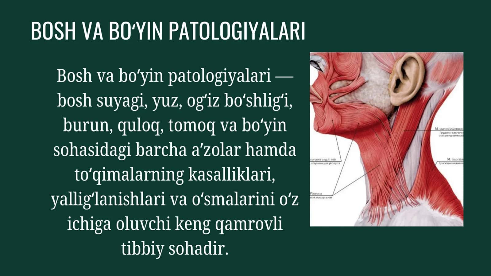 Bosh va boʻyin patologiyalari. Ogʻiz boʻshligʻi, yuqori nafas yoʻllari, quloq, boʻyin va soʻlak bezlari kasalliklari (yalligʻlanish, oʻsma). 3