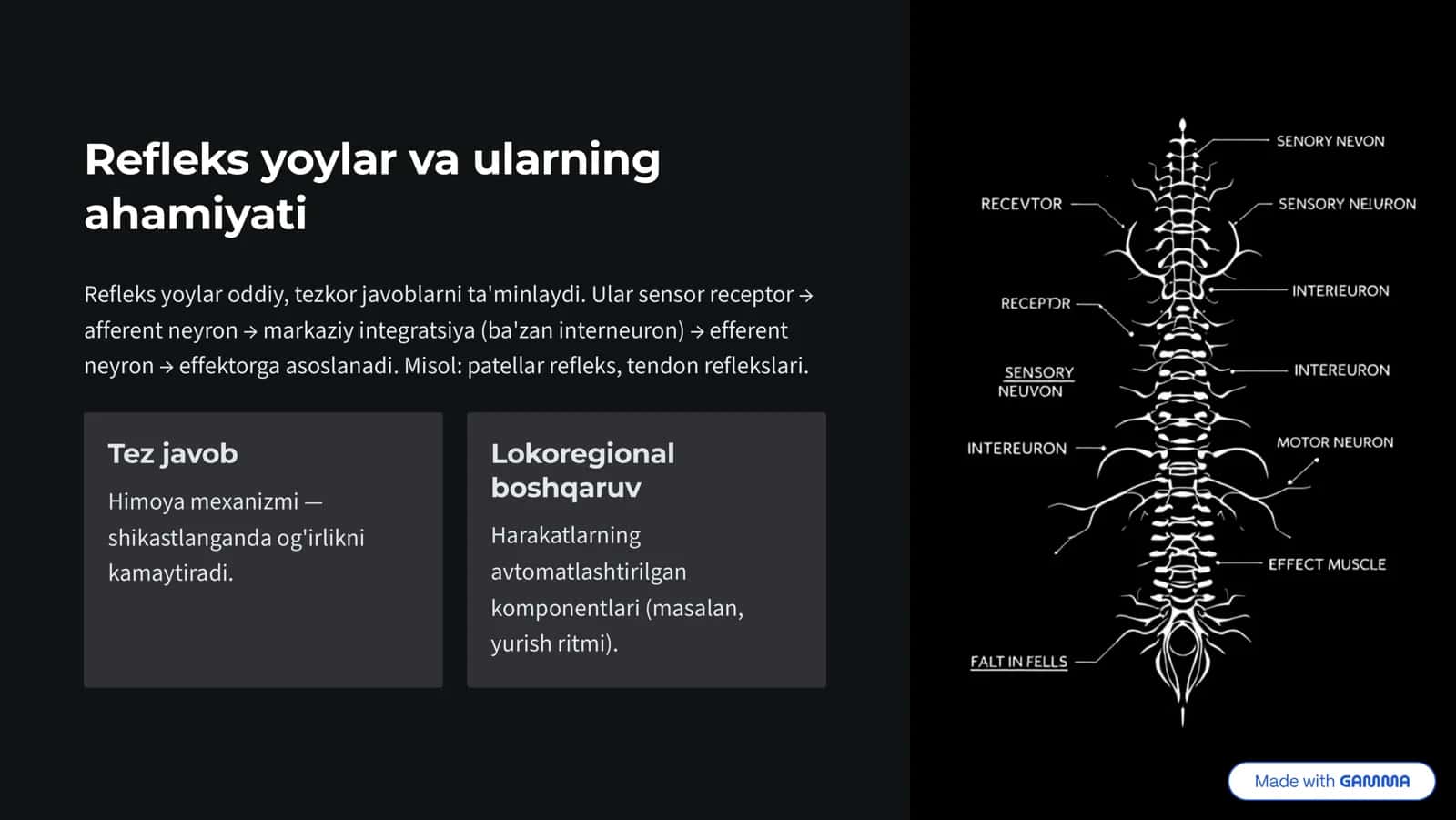 Orqa miya, Uzunchoq miya va O'rta miya fiziologiyasi 3