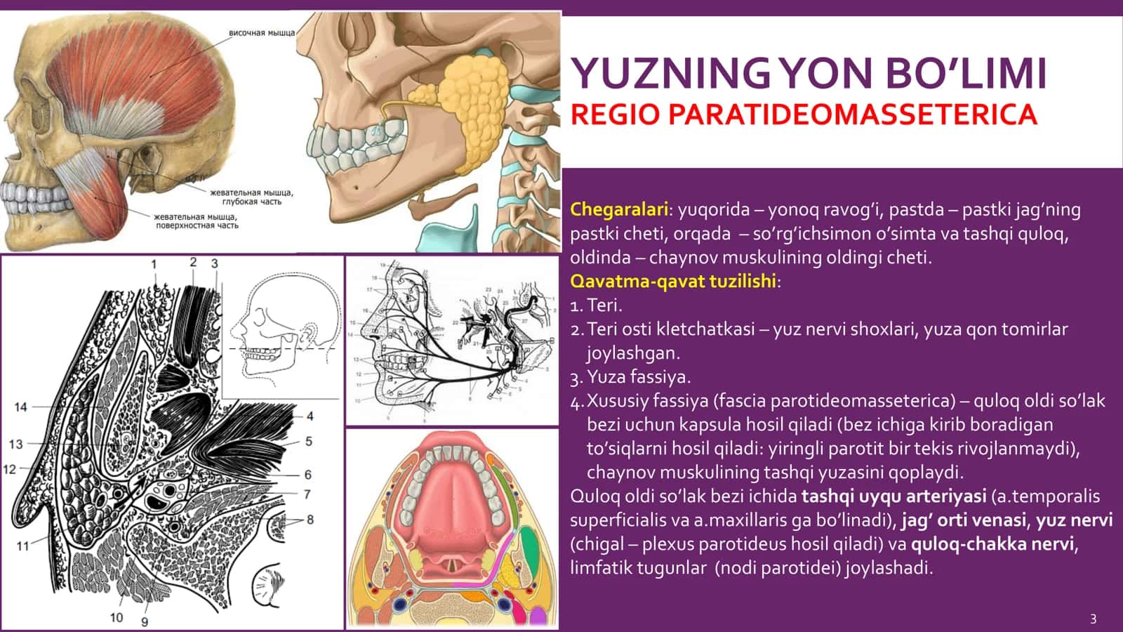 KLINIK ANATOMIYASI 3