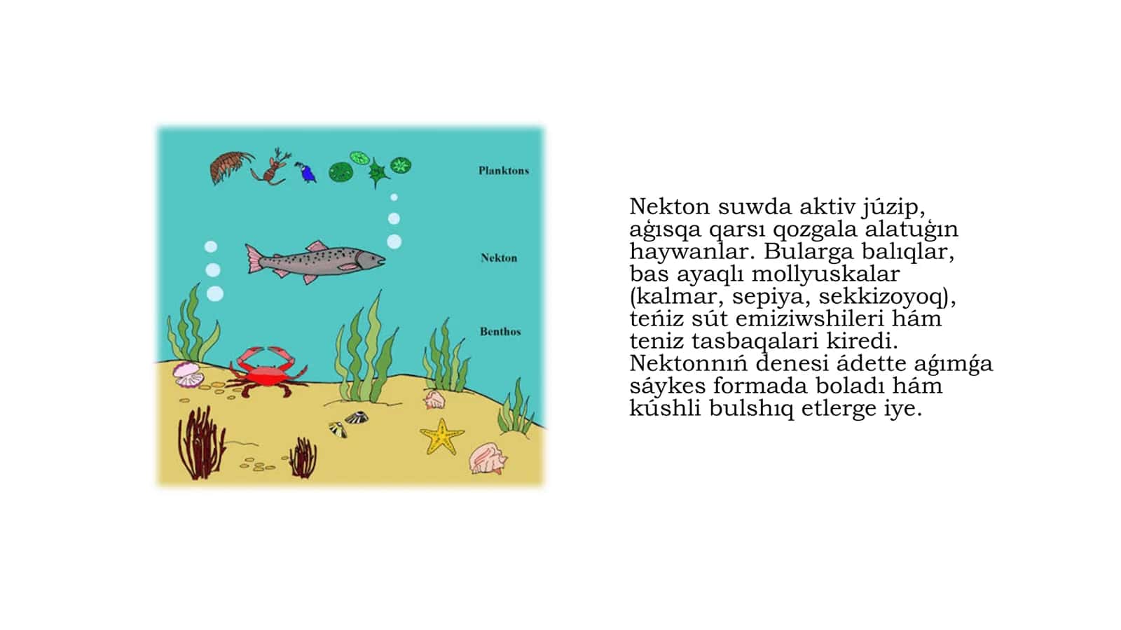 Dúnya okeanlar faunası 3