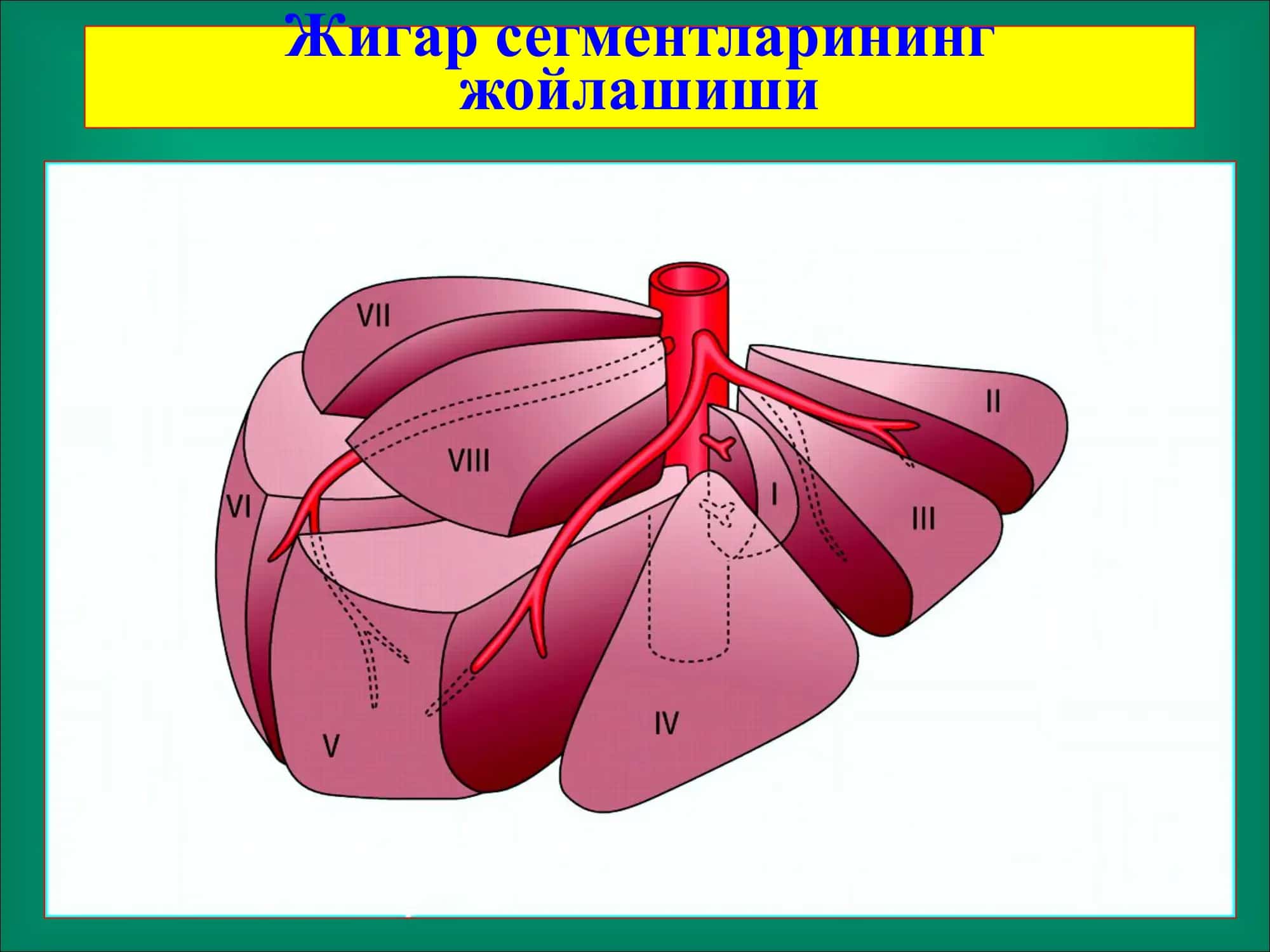 Jigar xirurgik kasalliklari 3