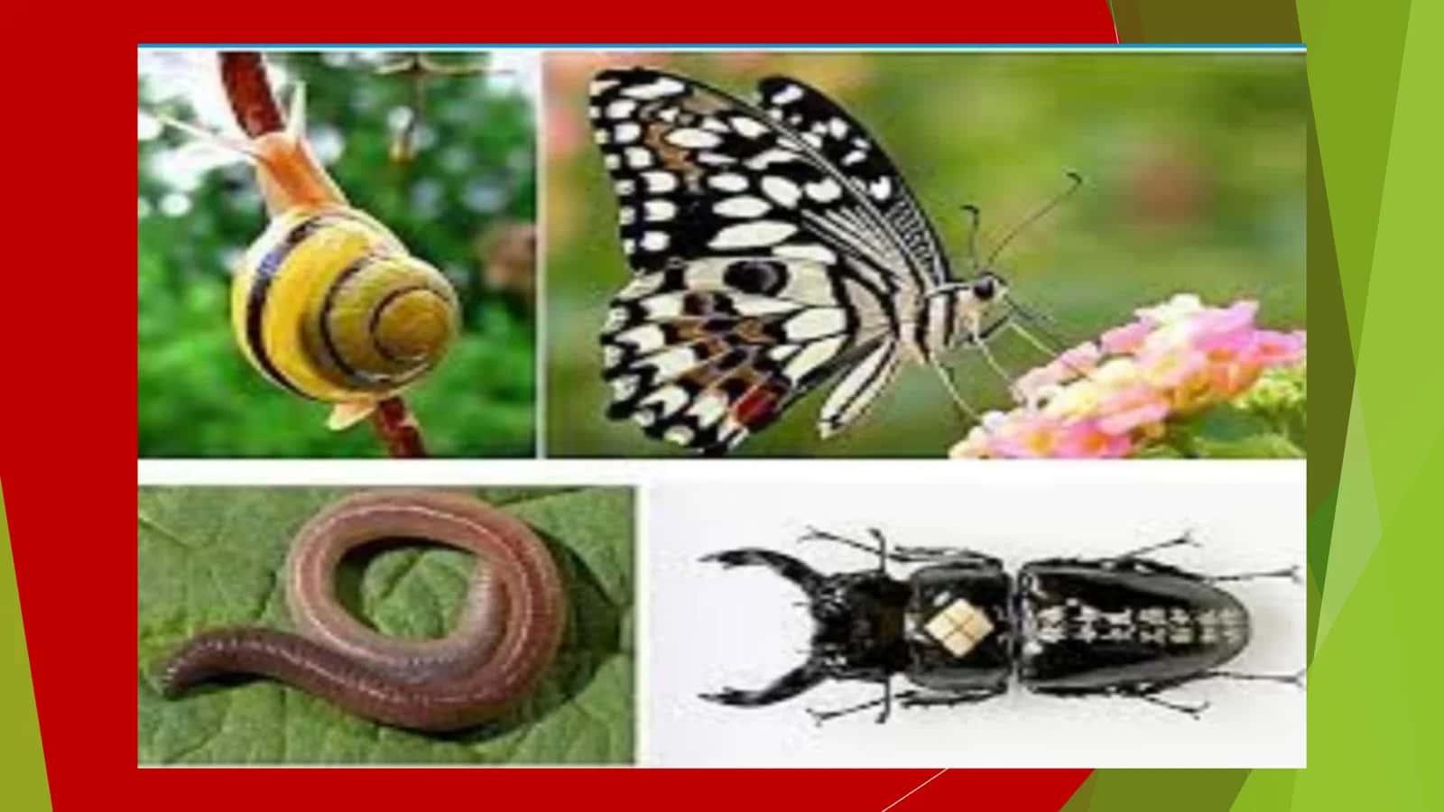 Umurtqasiz hayvonlarning xilma-xilligi, turli muhit sharoitida yashashga moslashuvi natijasi 3