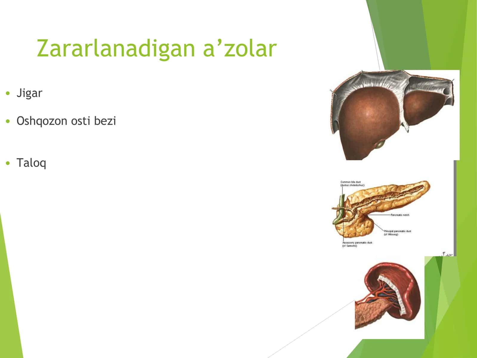 Qorin bo‘shlig‘i va qorin parda orti bo’shlig’I 3