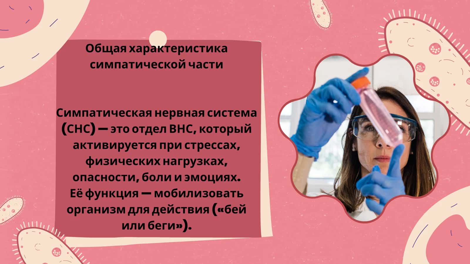 Симпатическая часть вегетативной нервной системы 3
