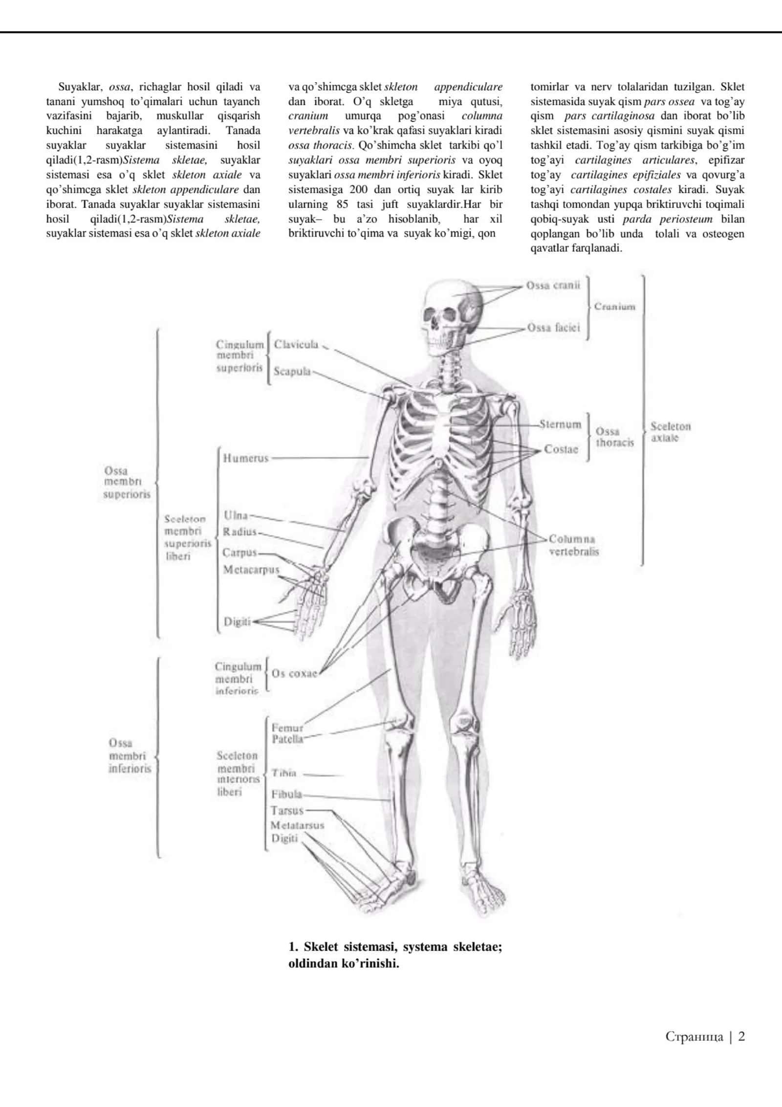 ATLAS ODAM ANATOMIYASI I-TOM SINELNIKOV (O'zbekcha) 3