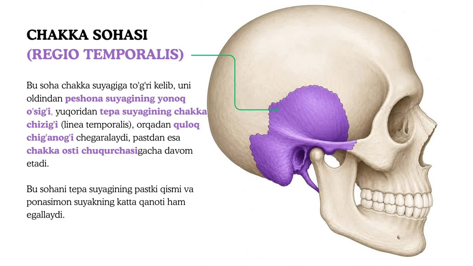 Chakka sohasining klinik anatomiyasi va operatsiyasi 3