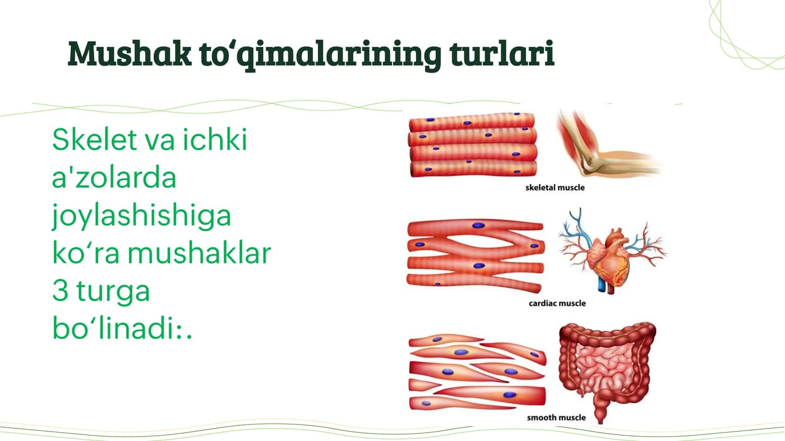 Mushak sistemasi va ularning topografiyasi 3