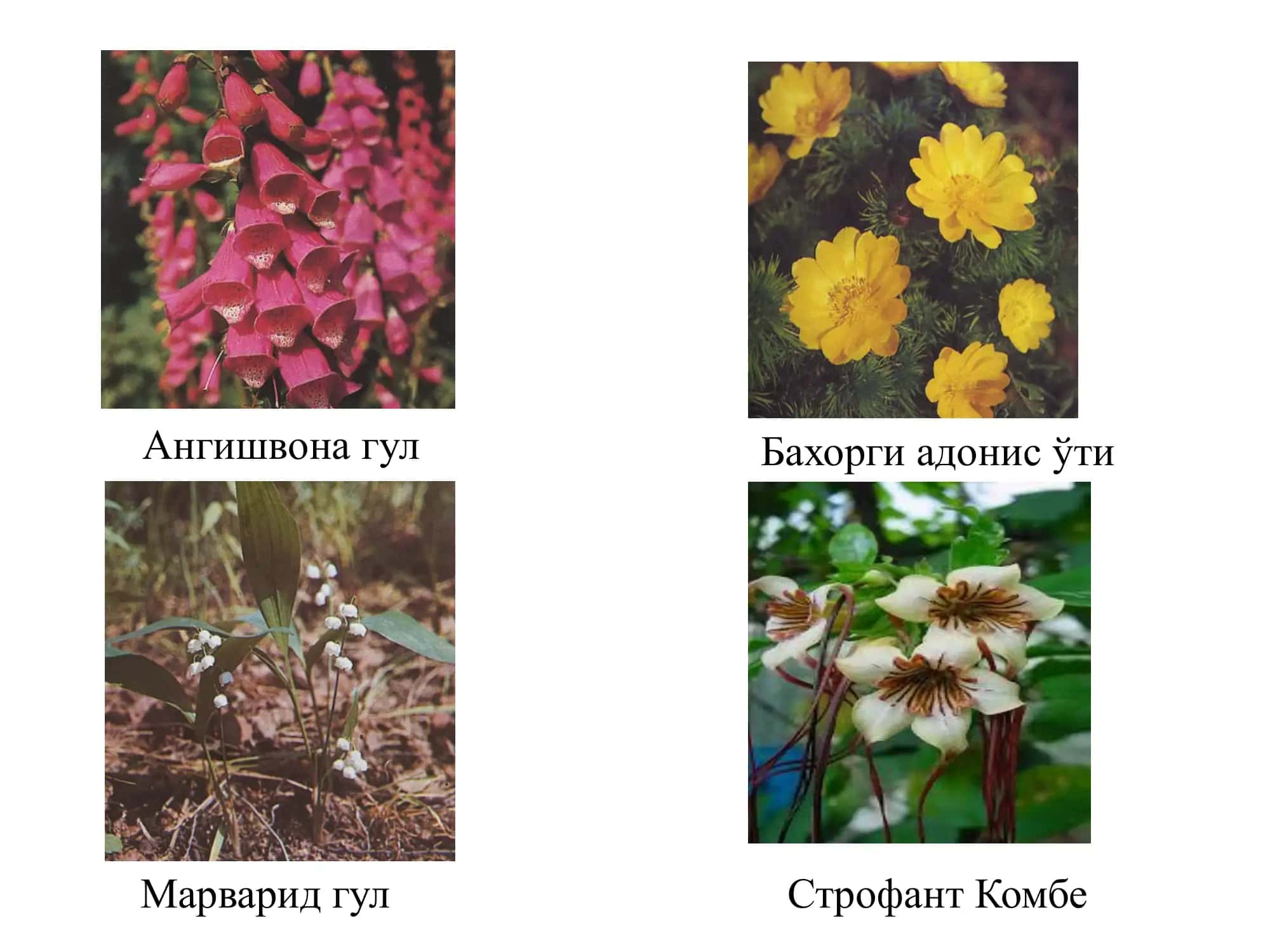 Фармакология, Клиник Фармакология ва Тиббиёт Биотехнологиялари Кафедраси 3