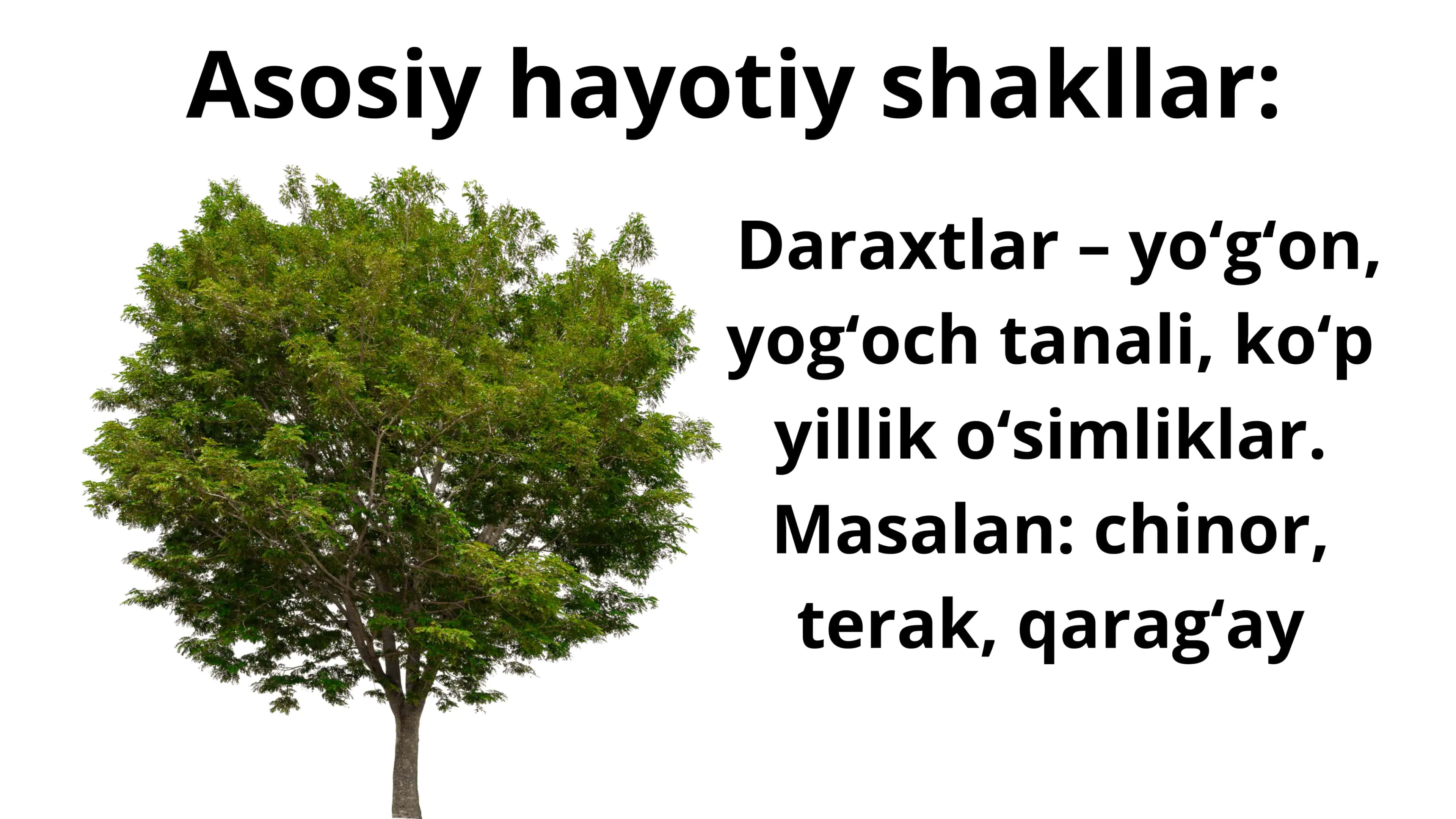 O'simliklarning hayotiy shakllari. Tuban o'simliklar. Yuksak o'simliklar 3
