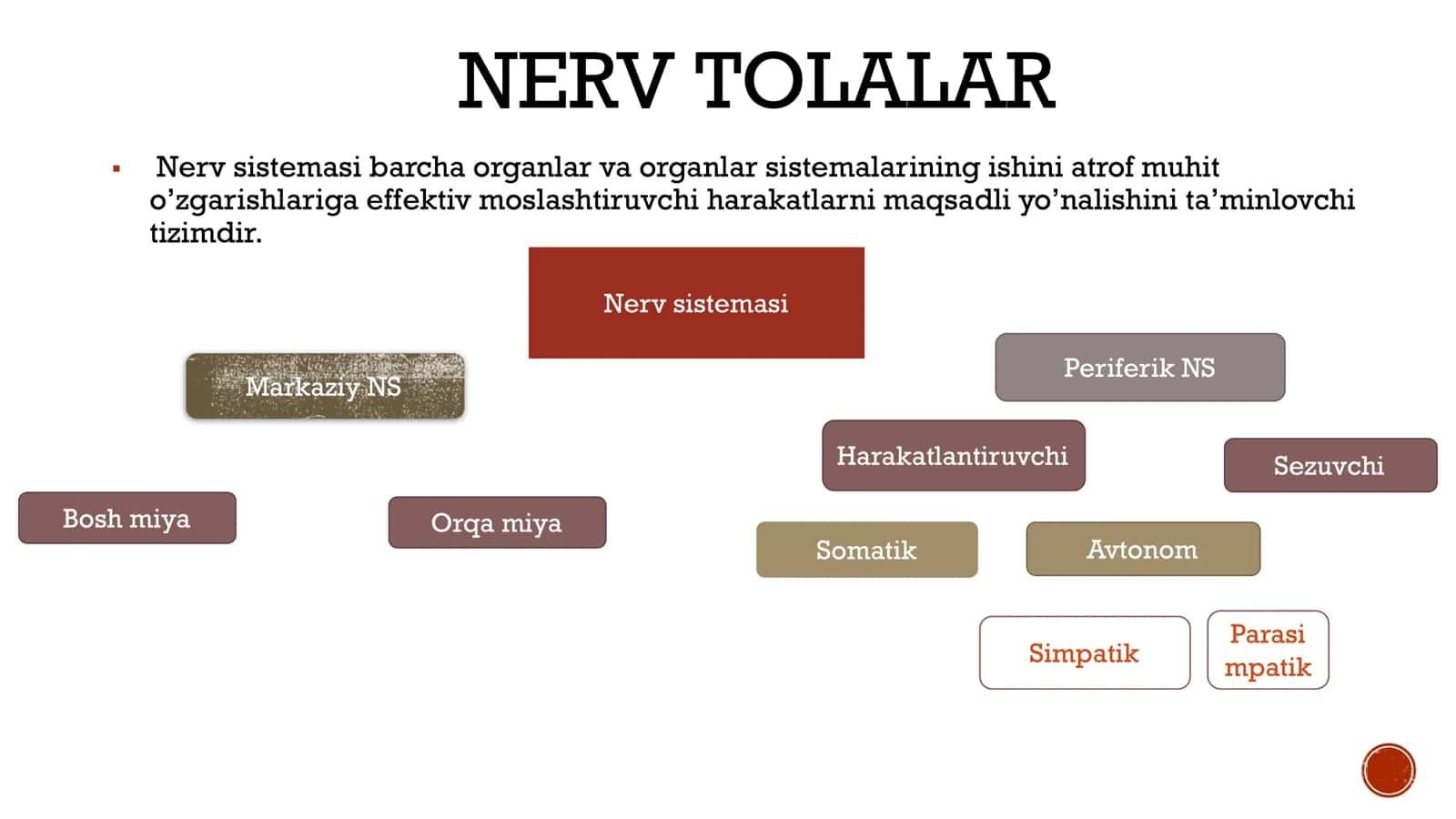 ASAB TOLASI VA SINSAPSLAR. MUSHAK FIZIOLOGIYASI 3