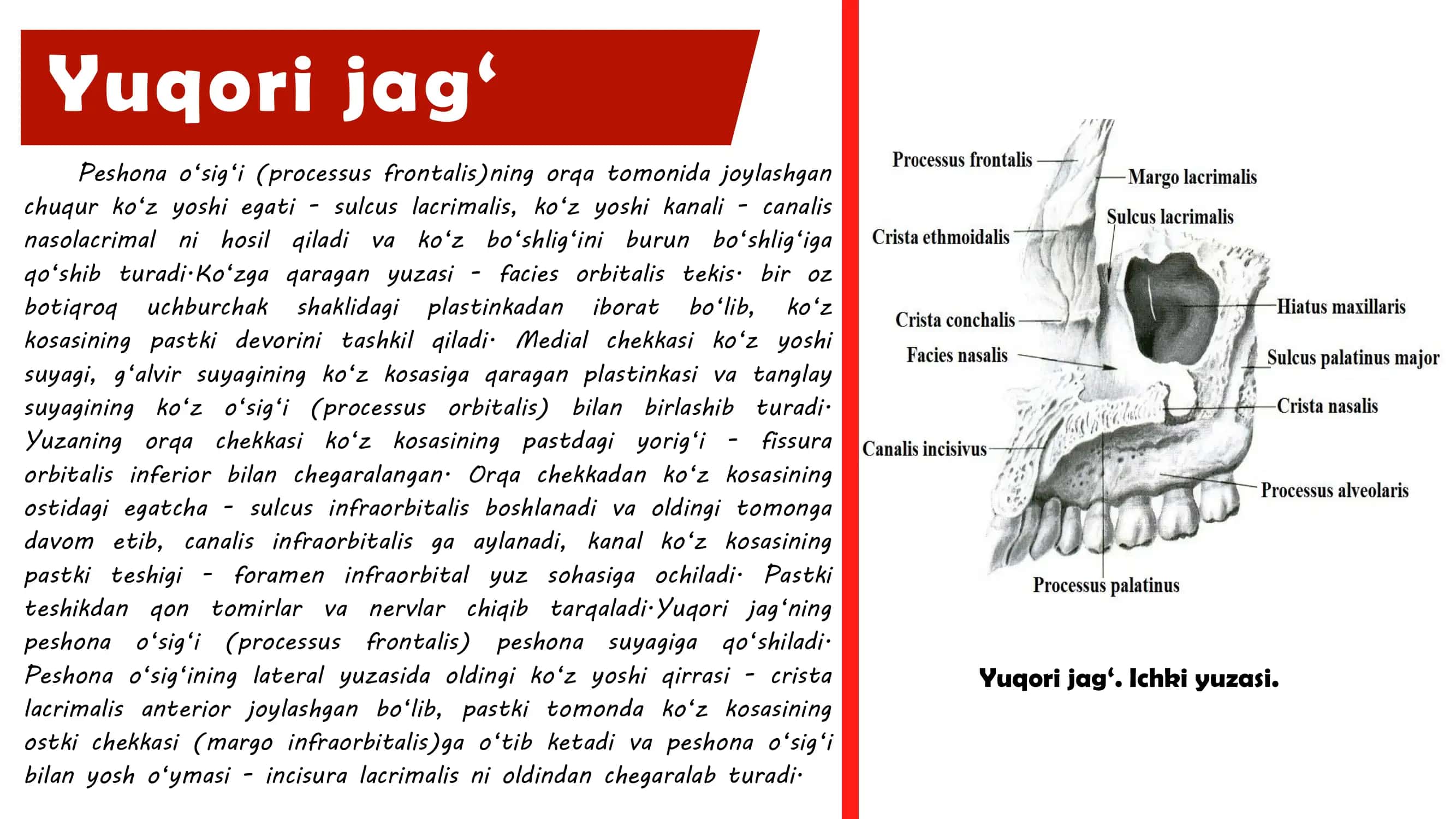 Yuqori jag‘ 3