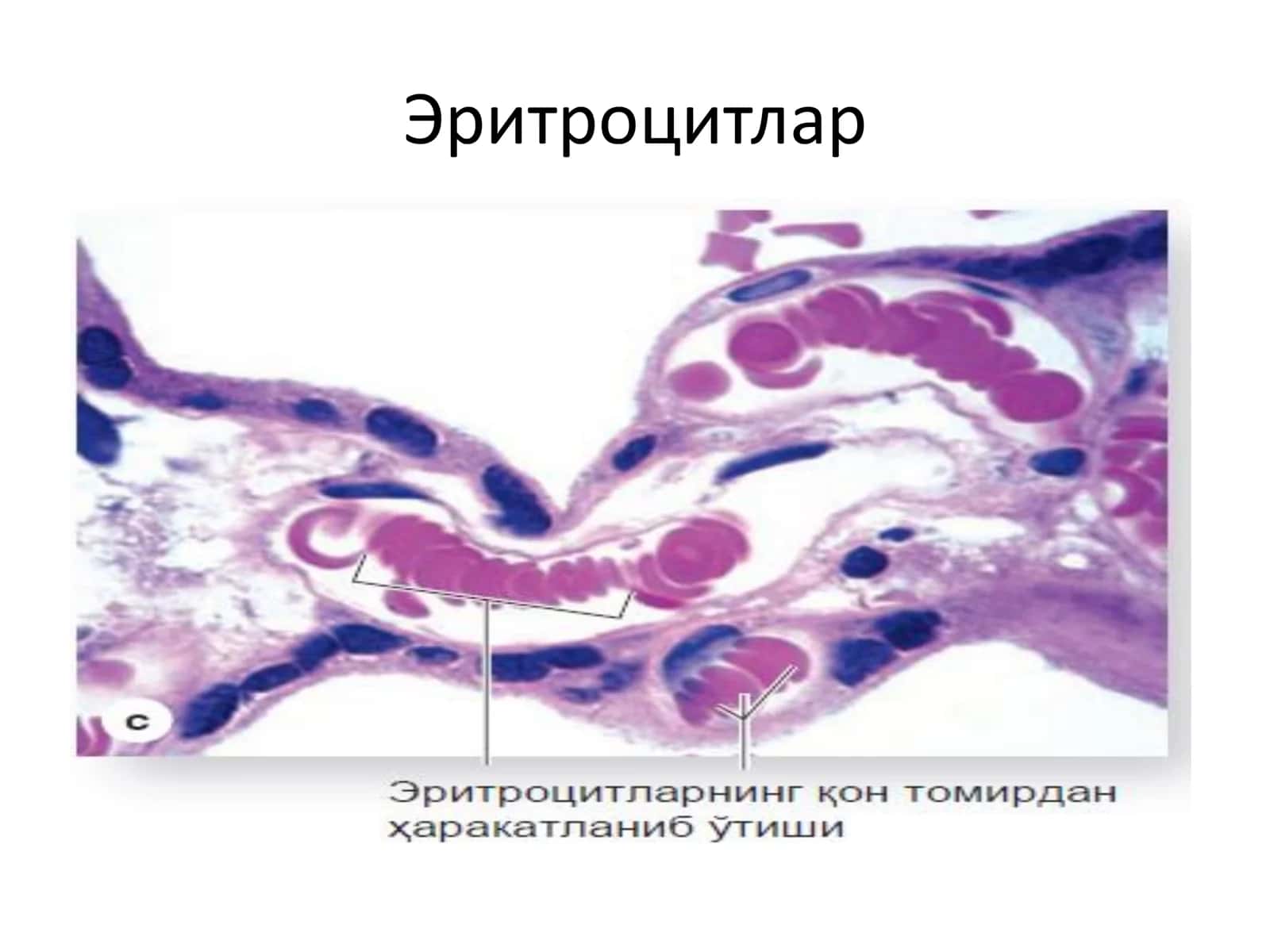 Ички мухит тўқимаси: қон ва лимфа 3