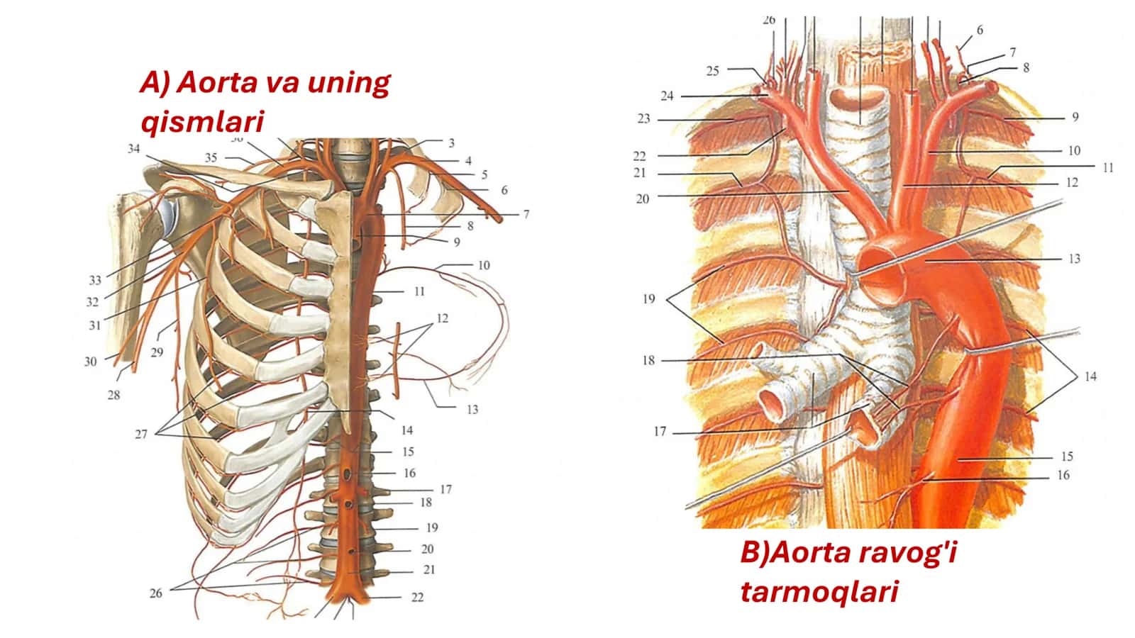 Aorta, Aorta ravogʻi anatomiyasi 3