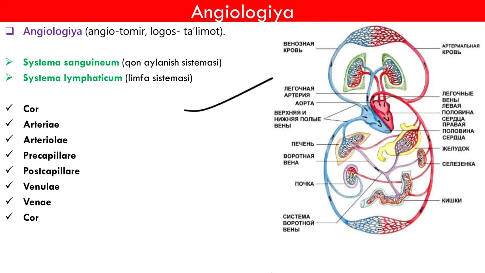 Yurak Anatomiyasi 3