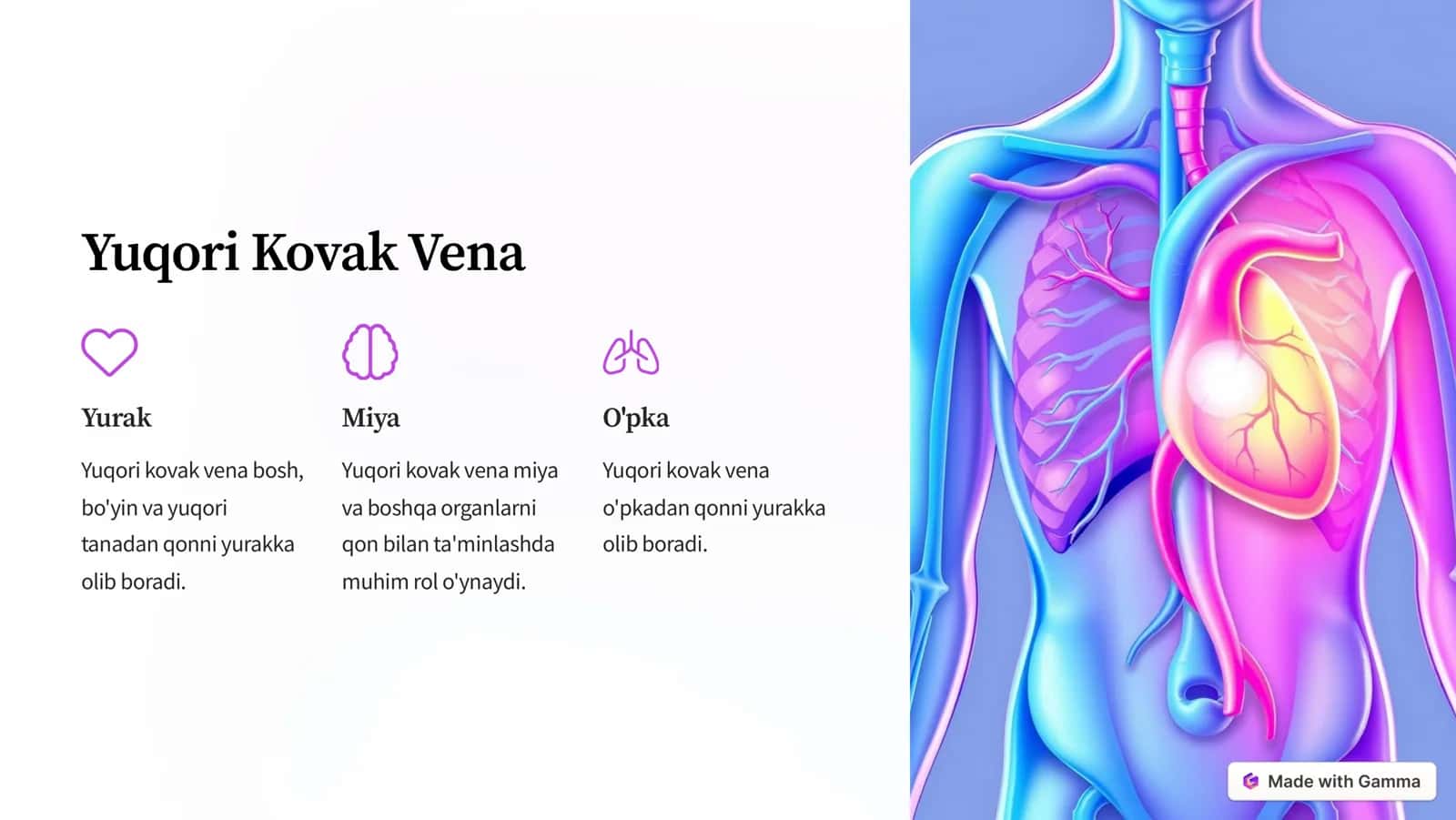 Vena Tizimi Anatomiyasi va Fiziologiyasi 3
