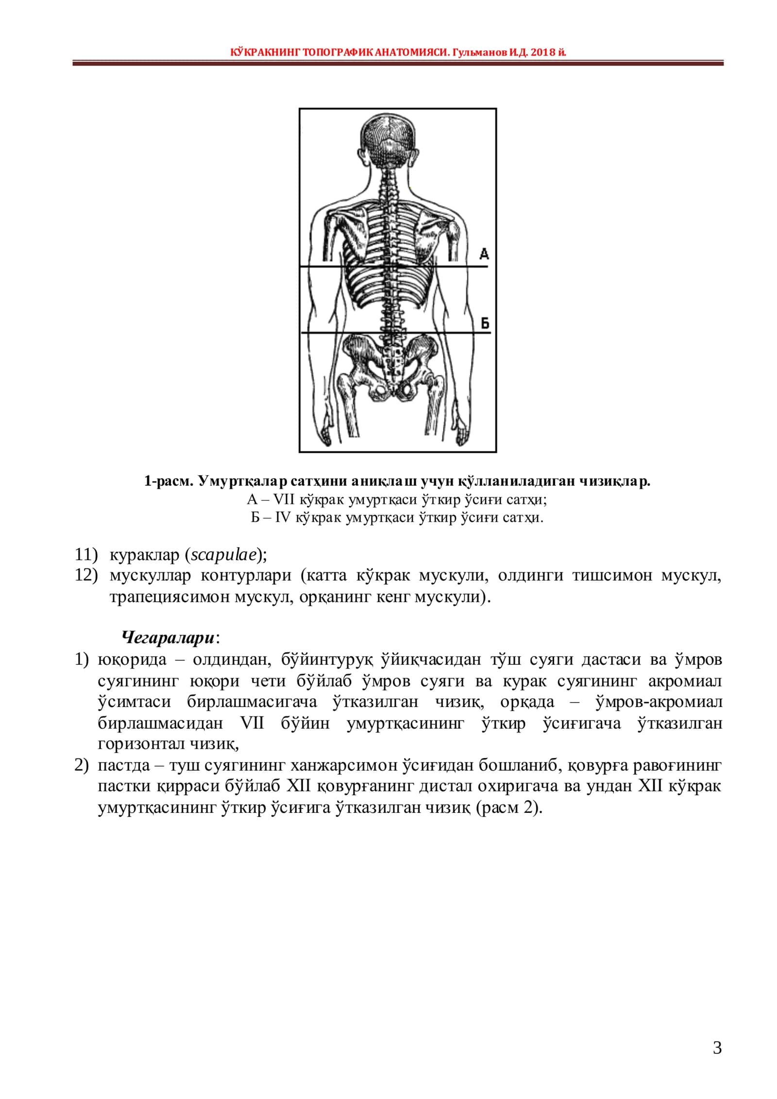 Koʻkrak qafasi topografiyasi 3