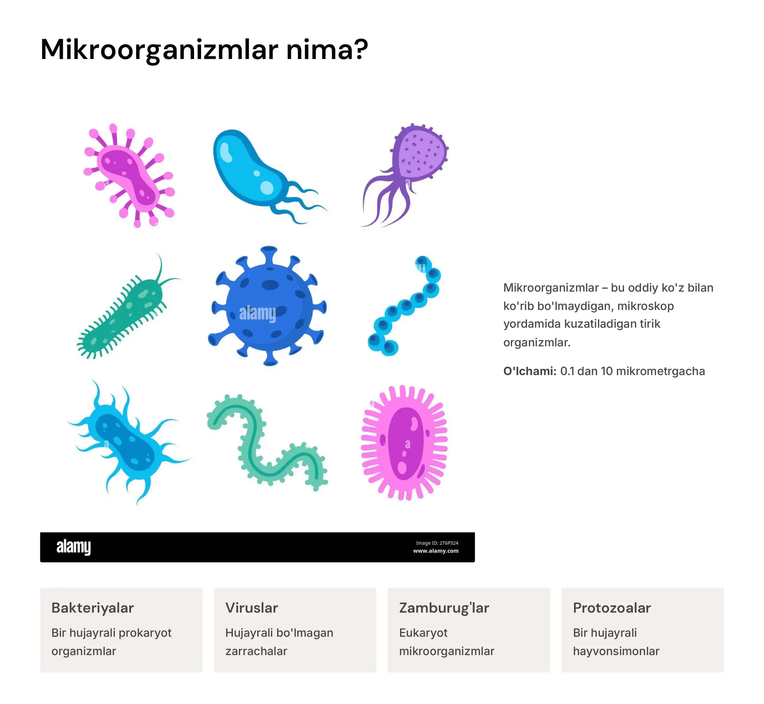 Mikroorganizmlar 3