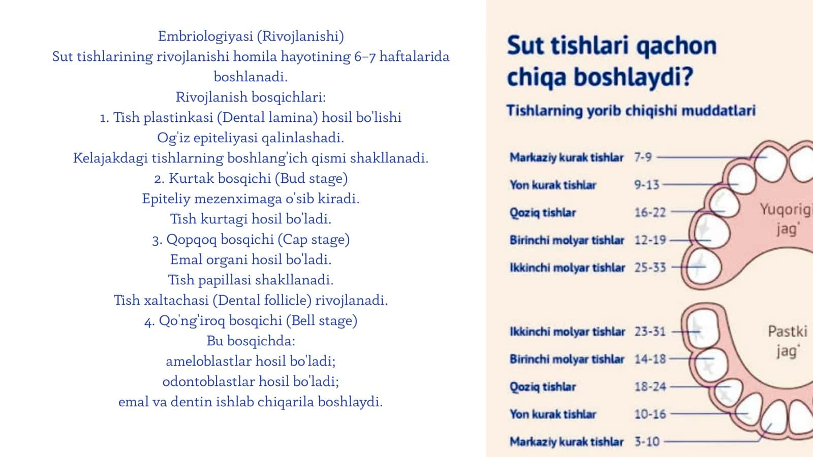 Sut tishlari: tuzilishi, rivojlanishi va xususiyatlari 3