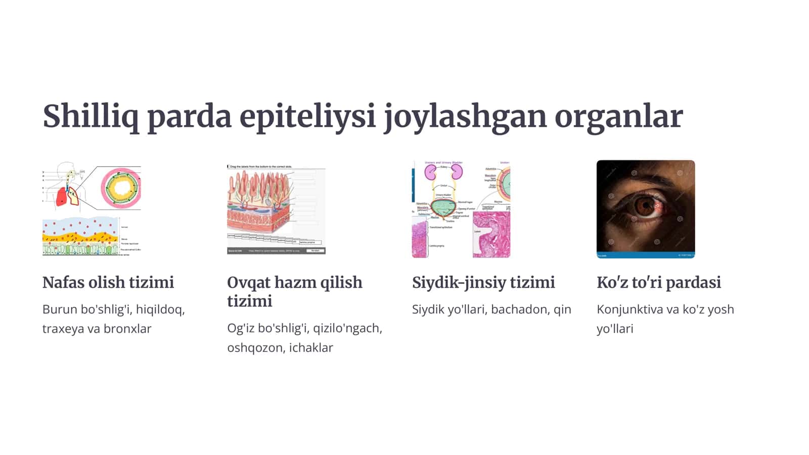 A'zolar shilliq pardalari tarkibidagi epitеliyning o’ziga xosligi. Bеzlar. Sеkrеtor jarayonning gistofiziologiyasi. Sеkrеtsiya tiplari. 3