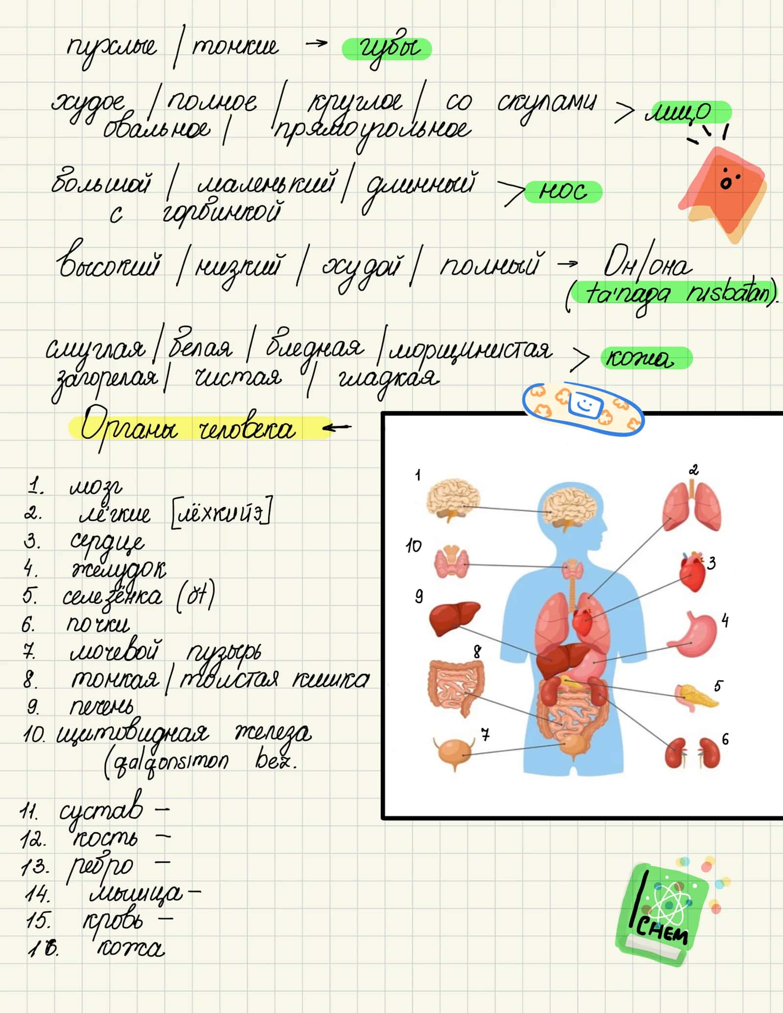 Tematik slovar 8. Части тела. Болезни. 3