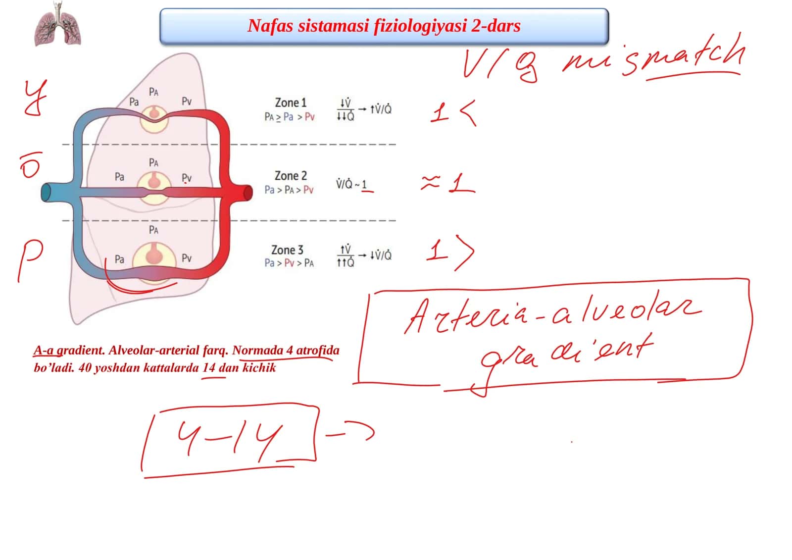Nafas sistamasi fiziologiyasi 2-dars 3