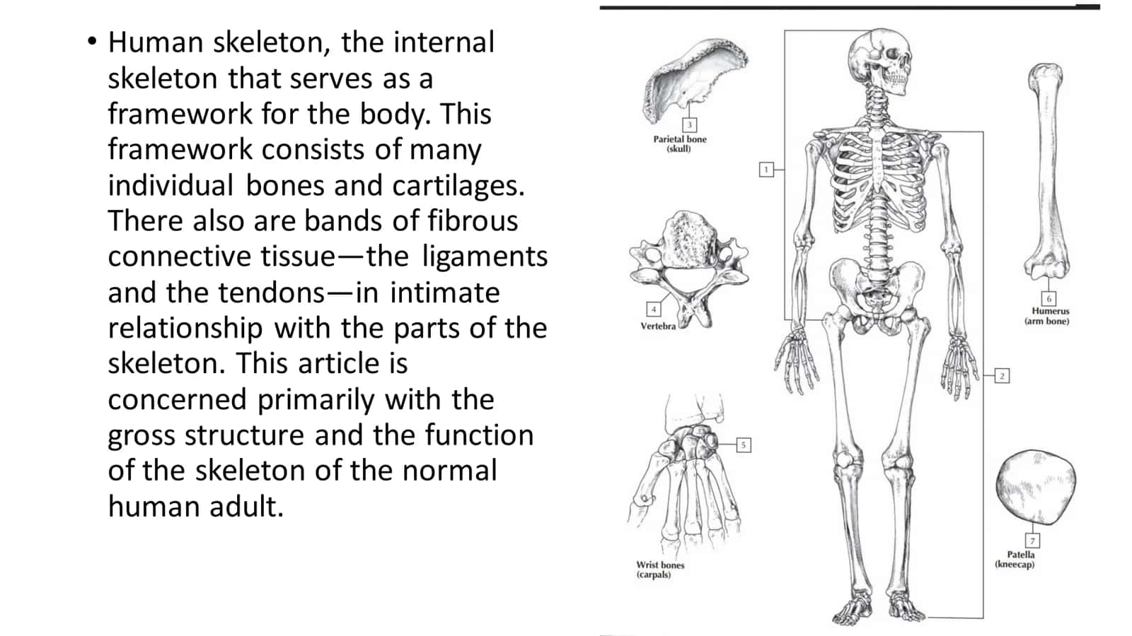 The skletal system of a human being 3