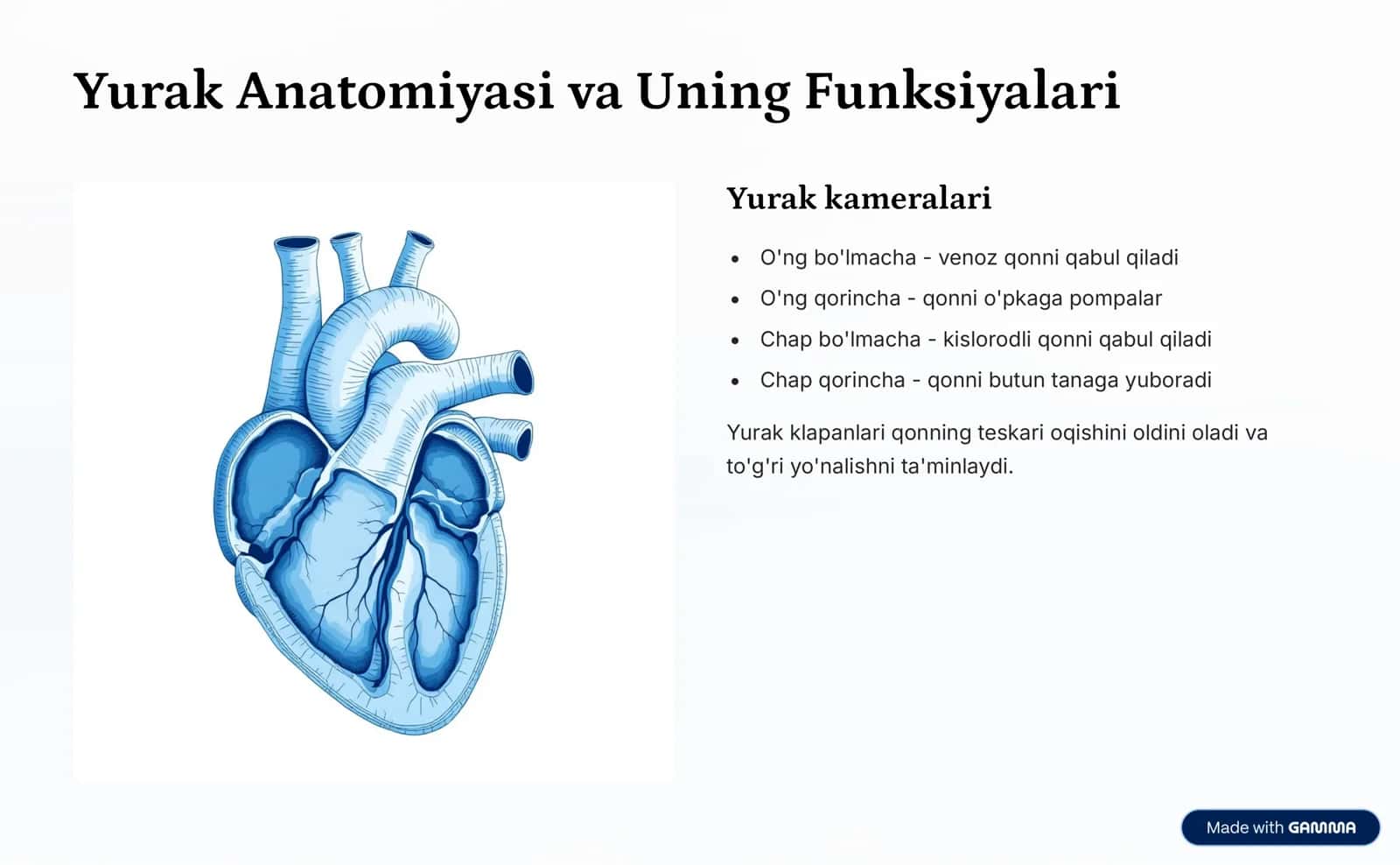 Qon Aylanish Tizimi 3