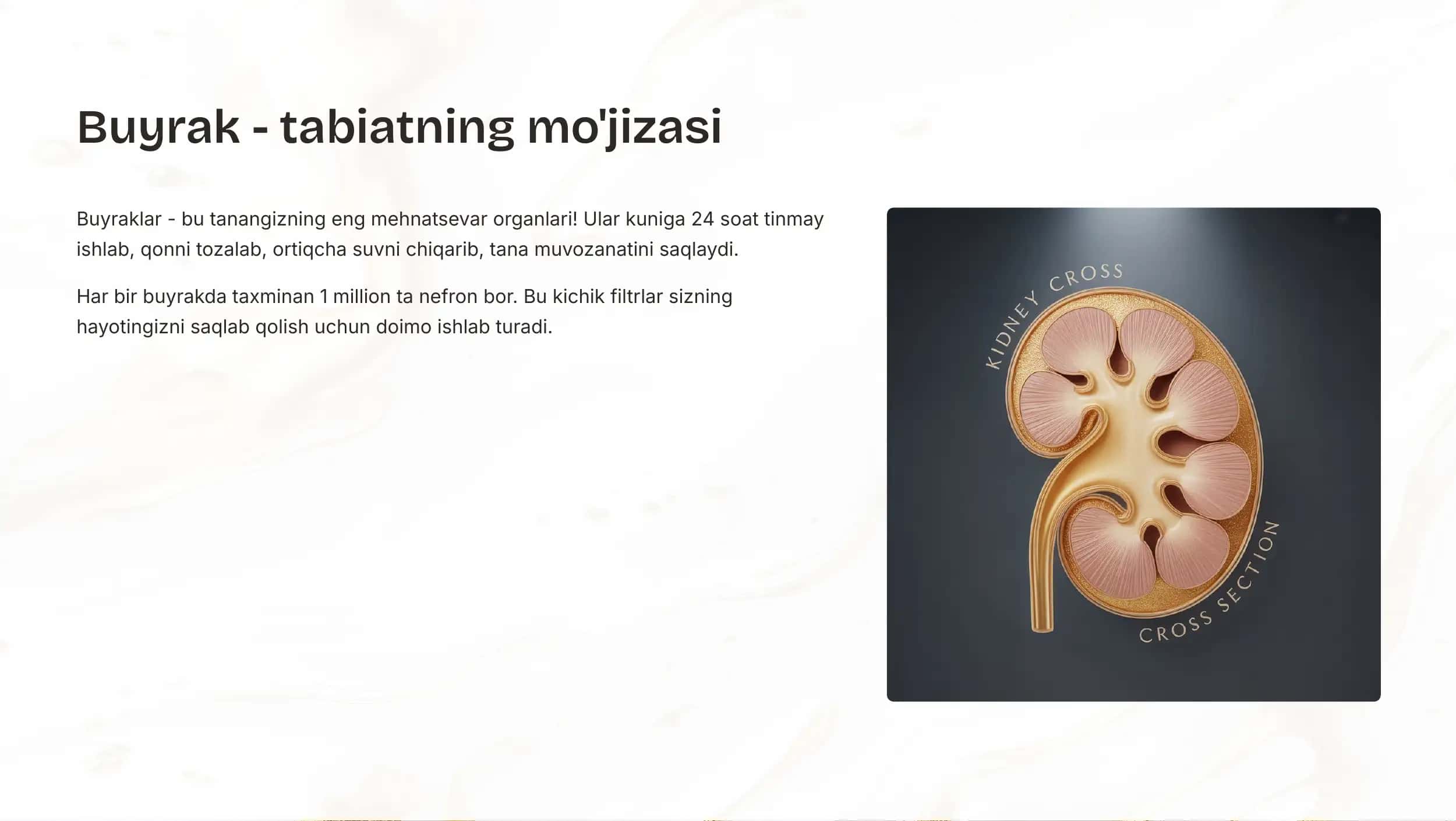Siydik ajratish organlarining funksiyasi 3