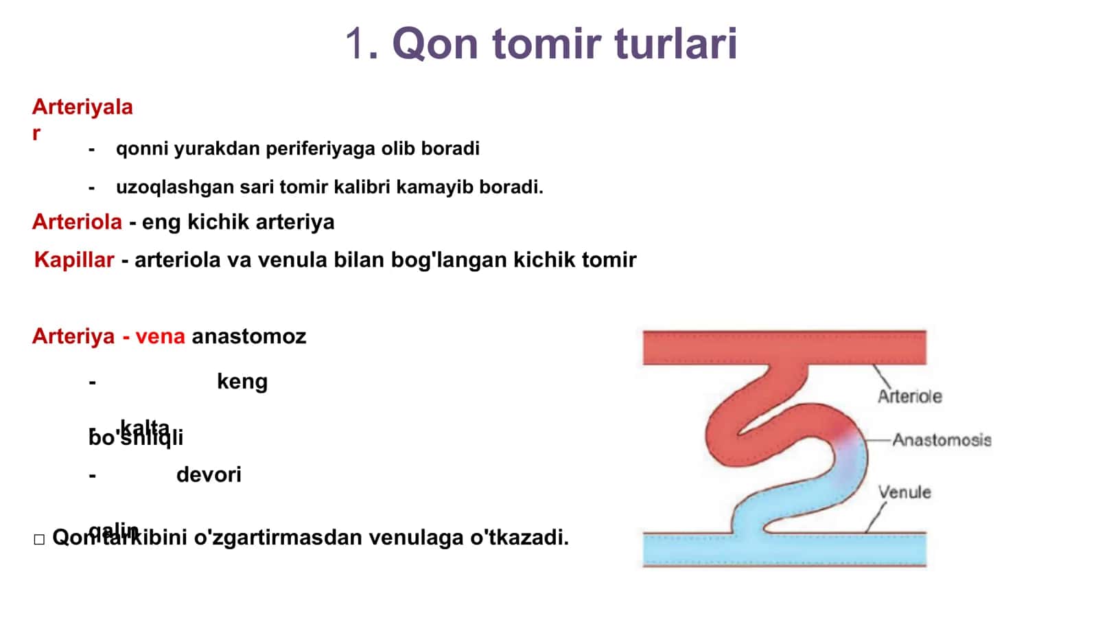 Yurak qon-tomir sistemasi gistоlogiyasi 3