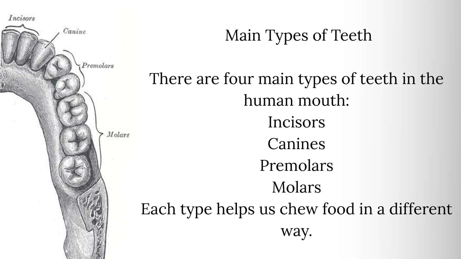 Types of teeth 3