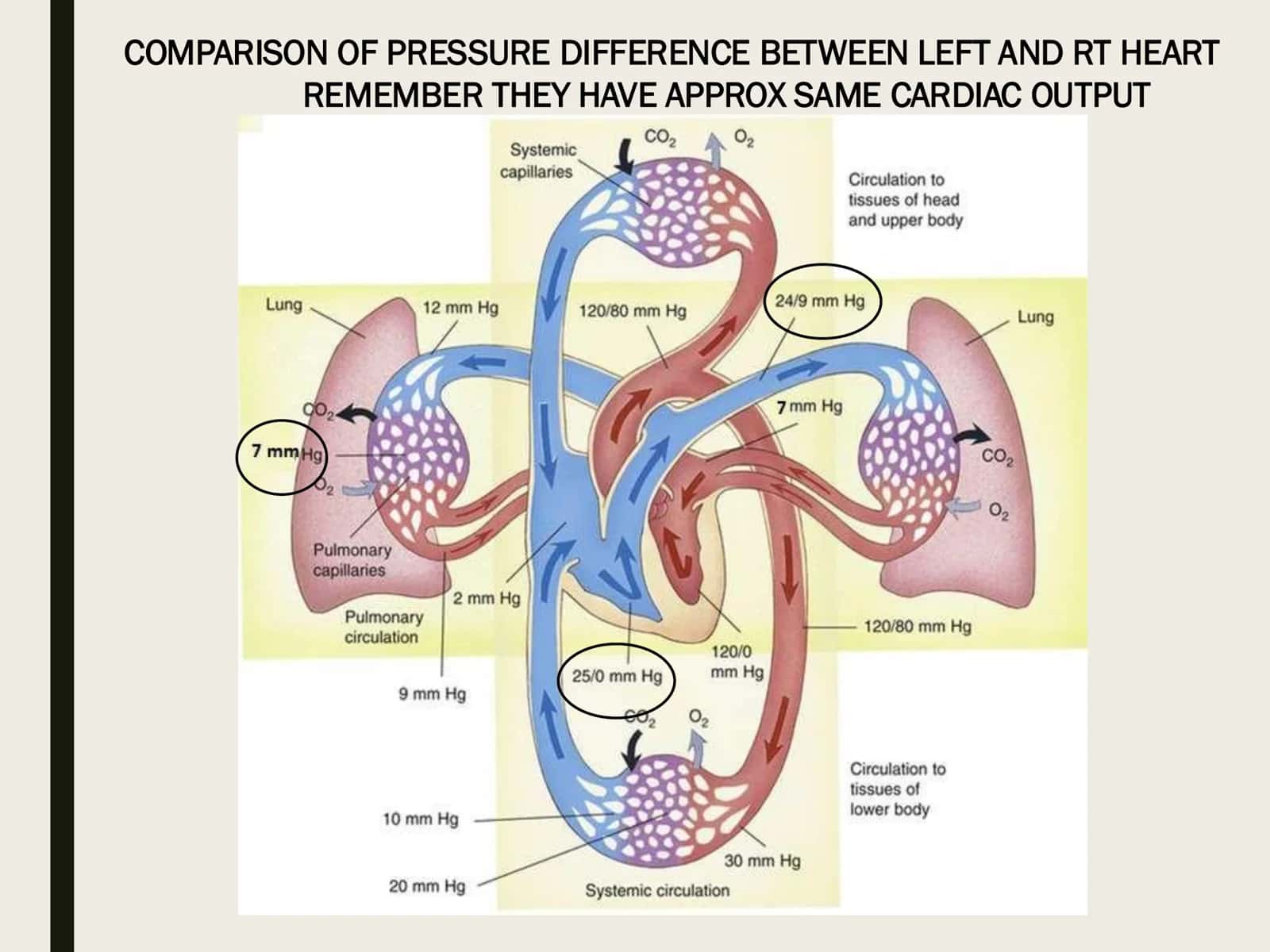 PULMONARY CIRCULATION 3