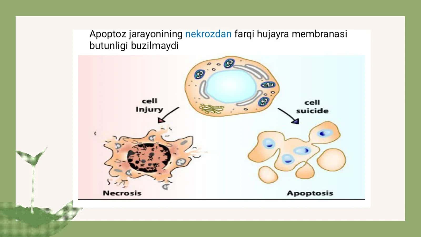 Hujayra apoptozi 3