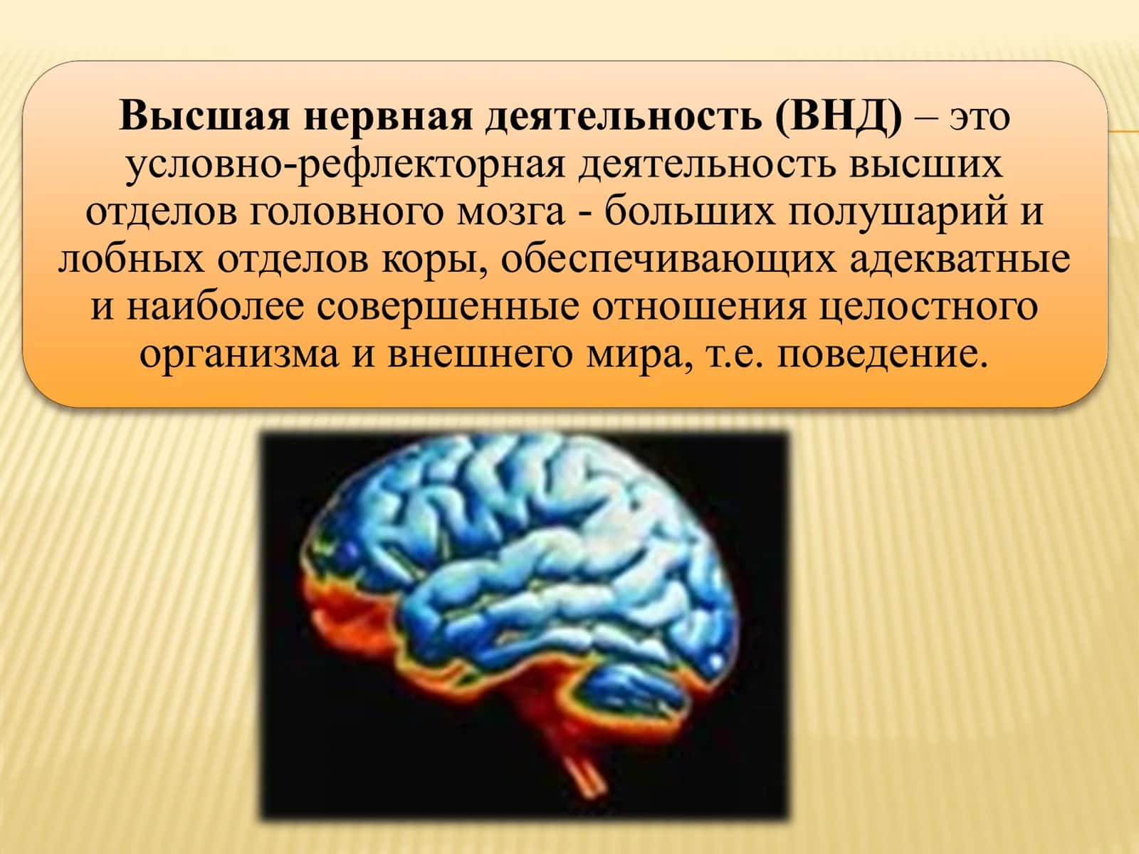 Возрастные особенности и гигиена высшей нервной деятельности 3