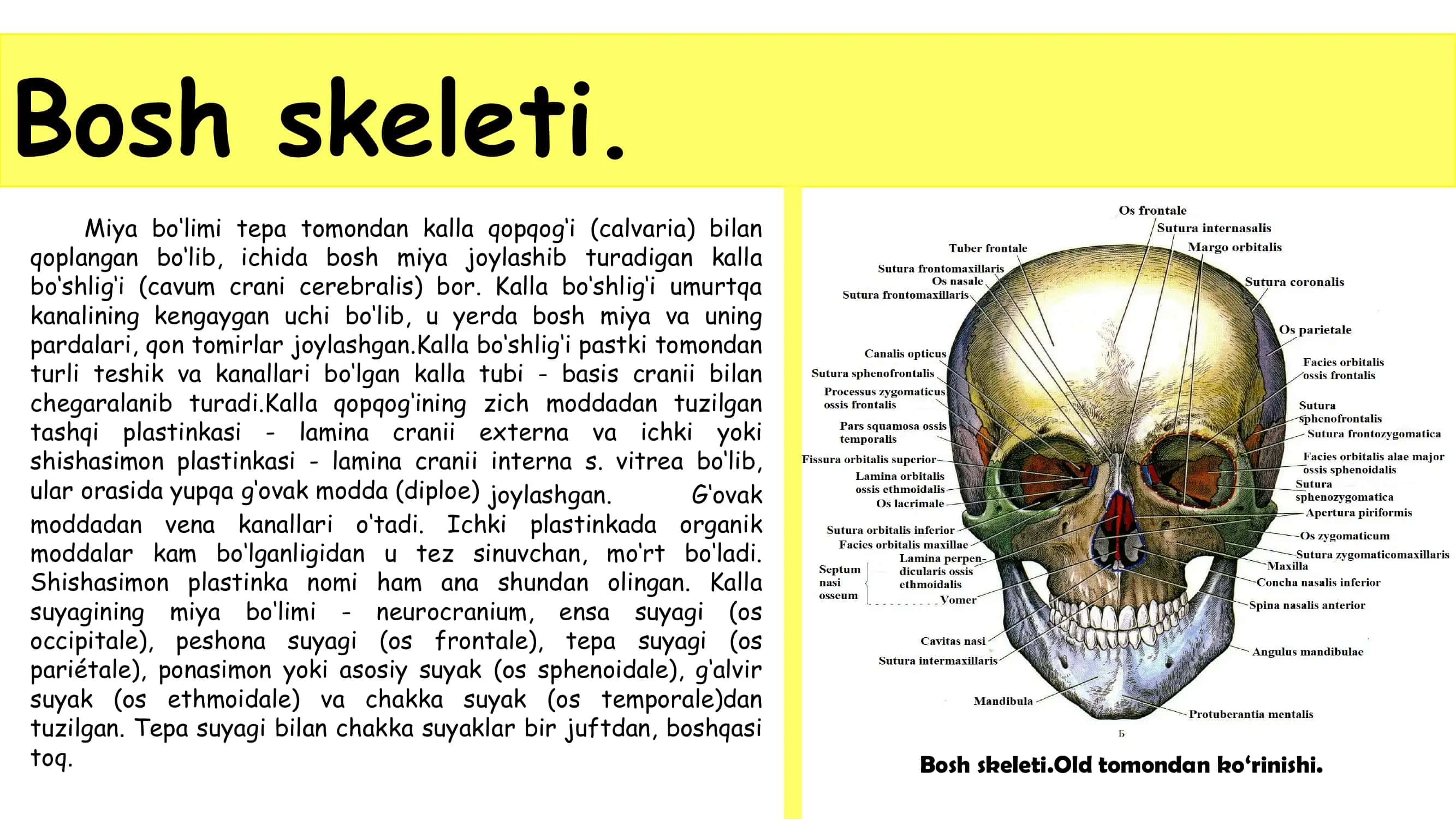 Bosh skeleti 3