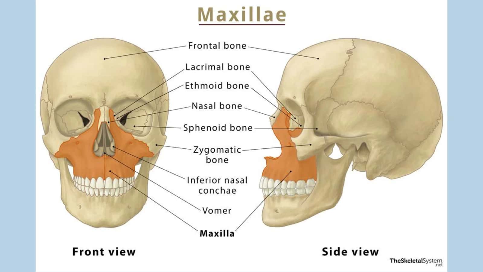 Yuqori jag‘. Maxilla 3