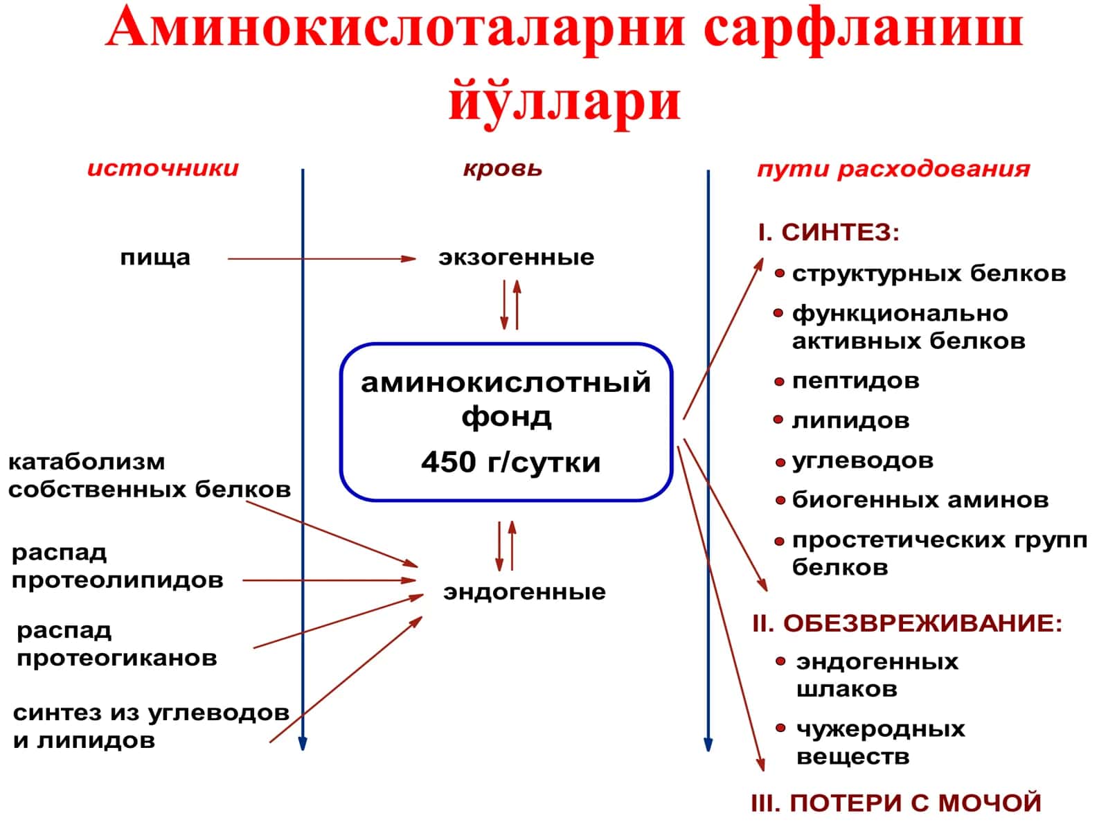 Аминокислоталарнинг оралиқ алмашинуви 3